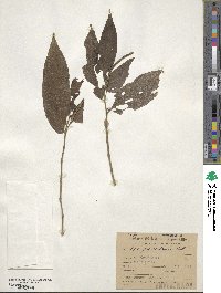 Piper gaudichaudianum image
