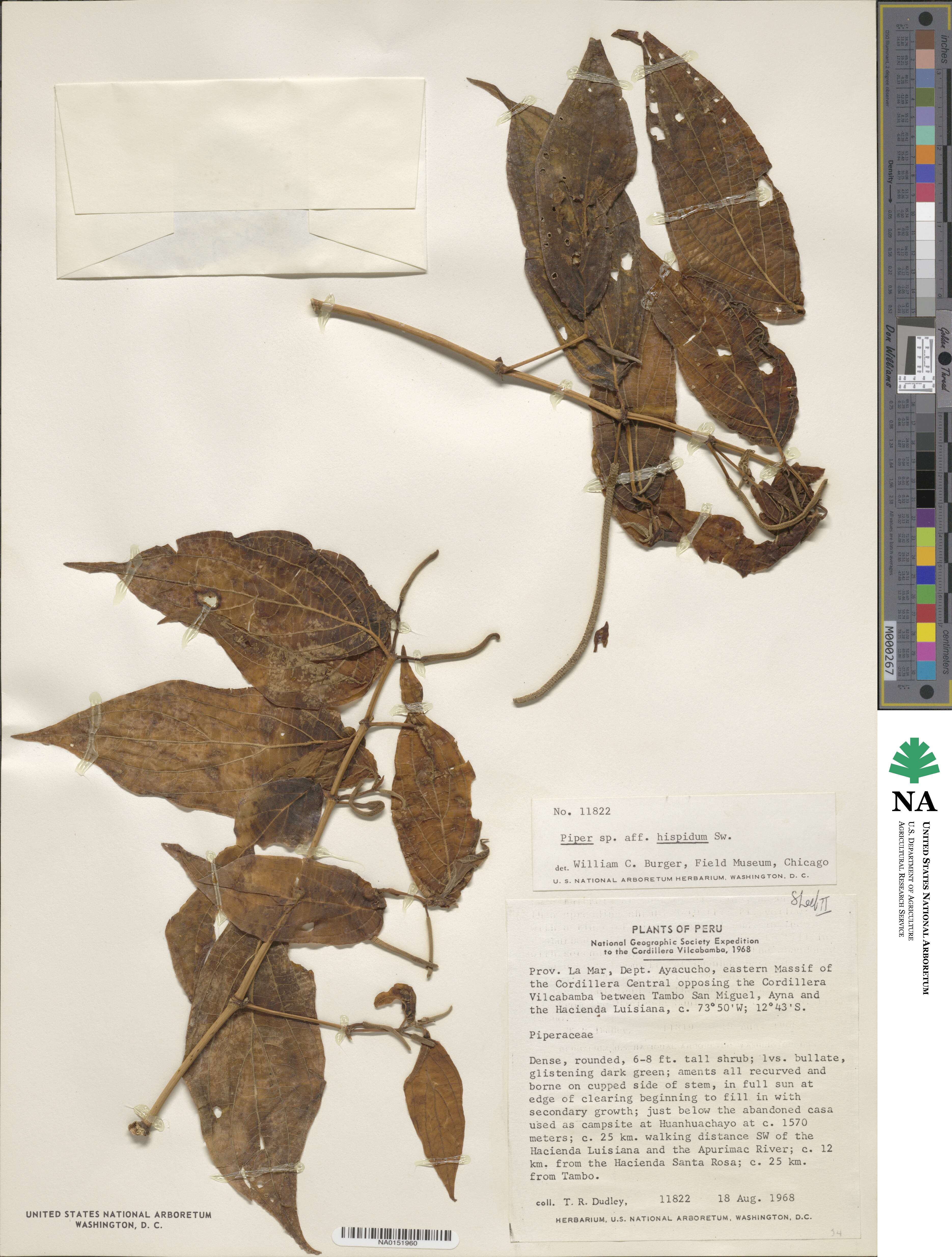 Piper hispidum image