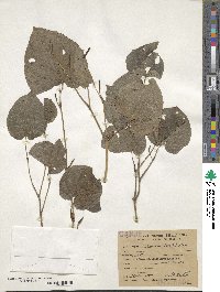 Piper mikanianum image