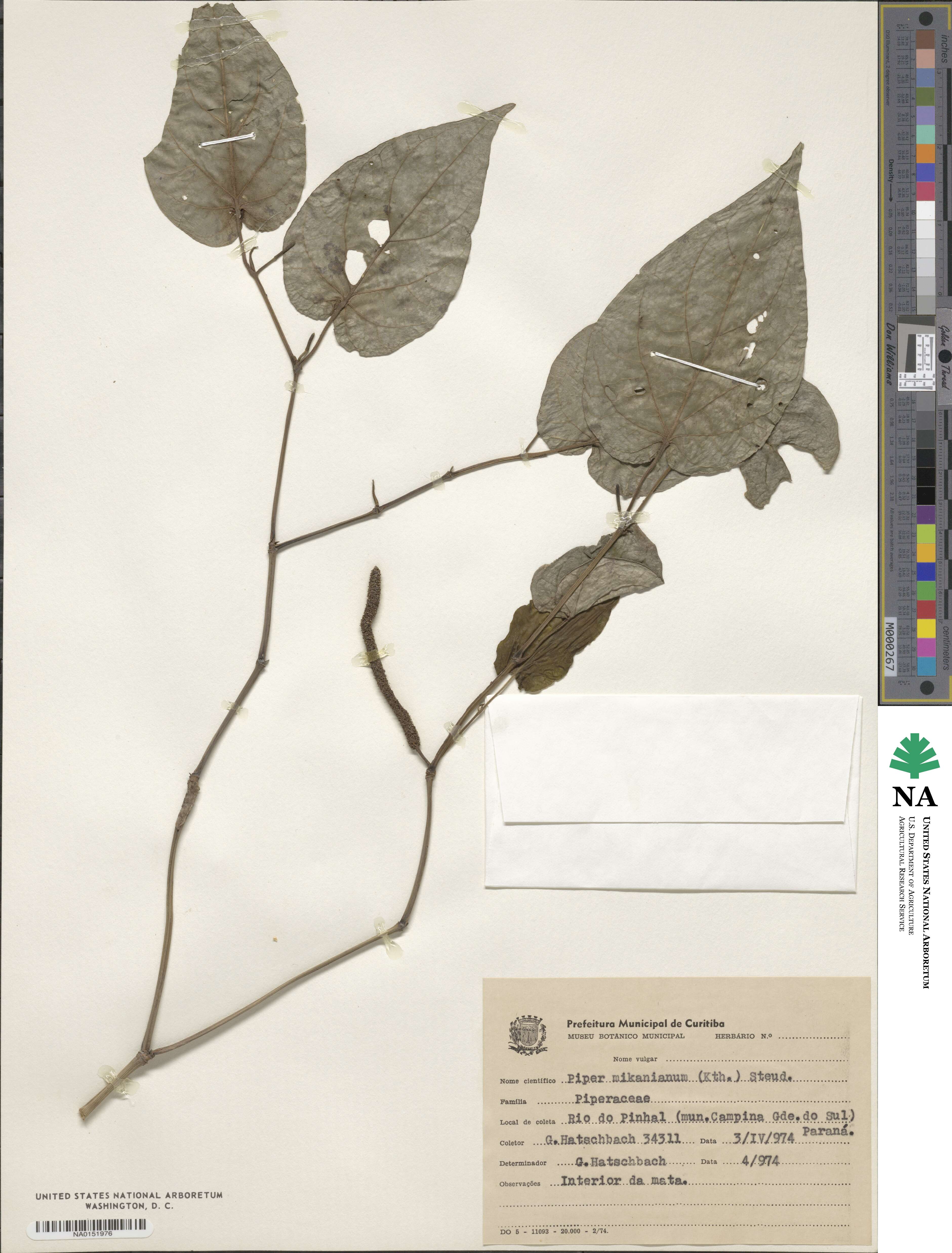 Piper mikanianum image