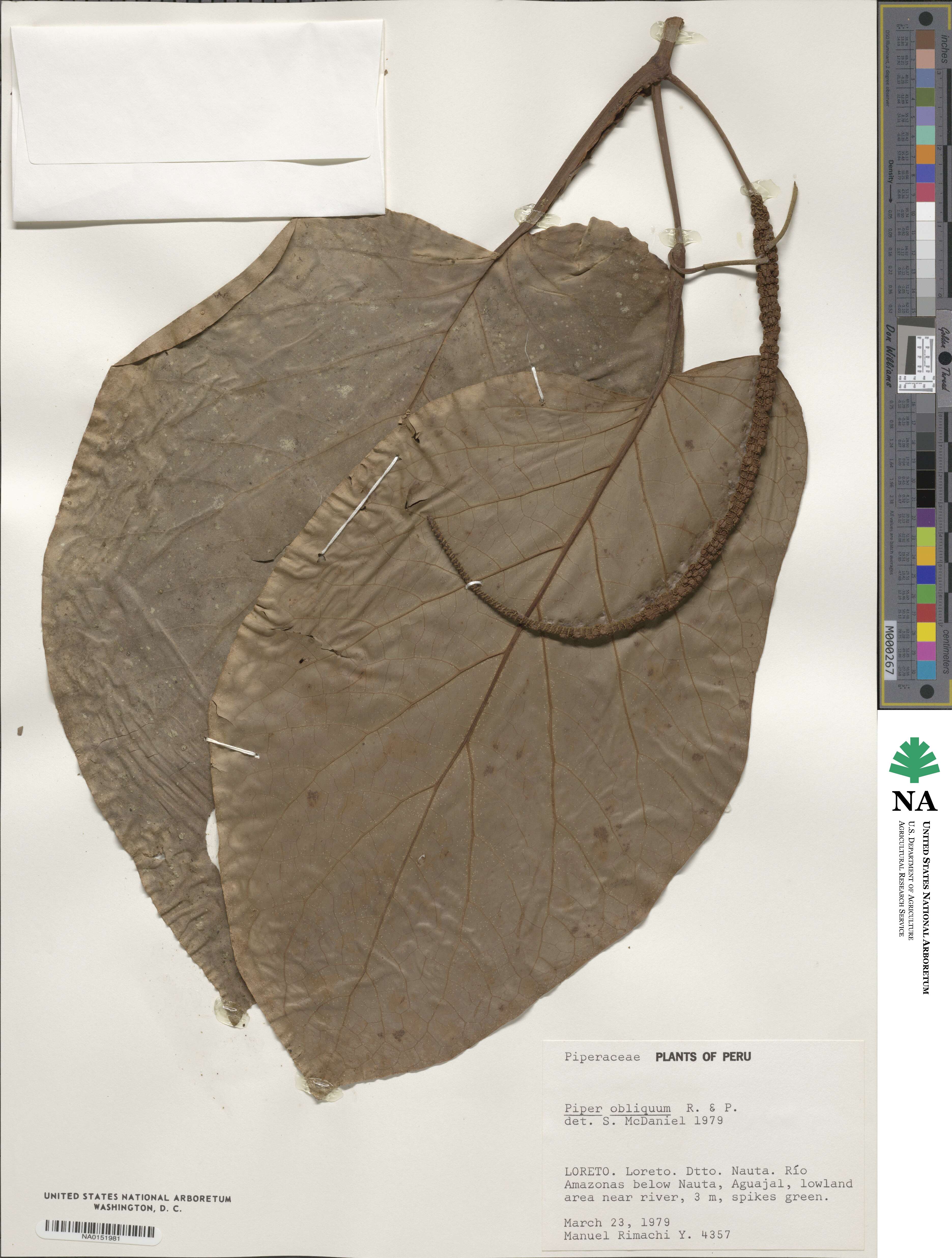 Piper obliquum image