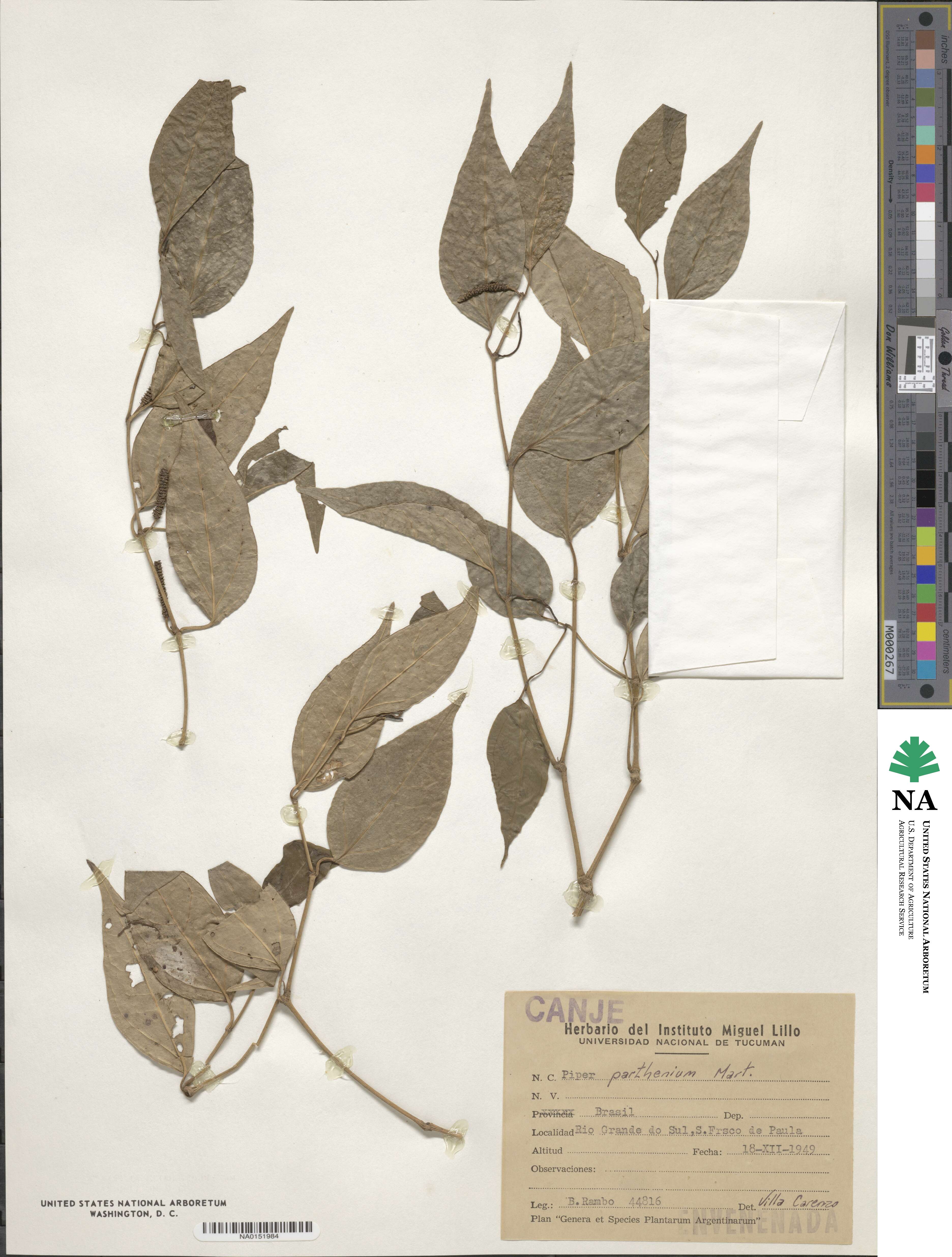 Piper mikanianum image