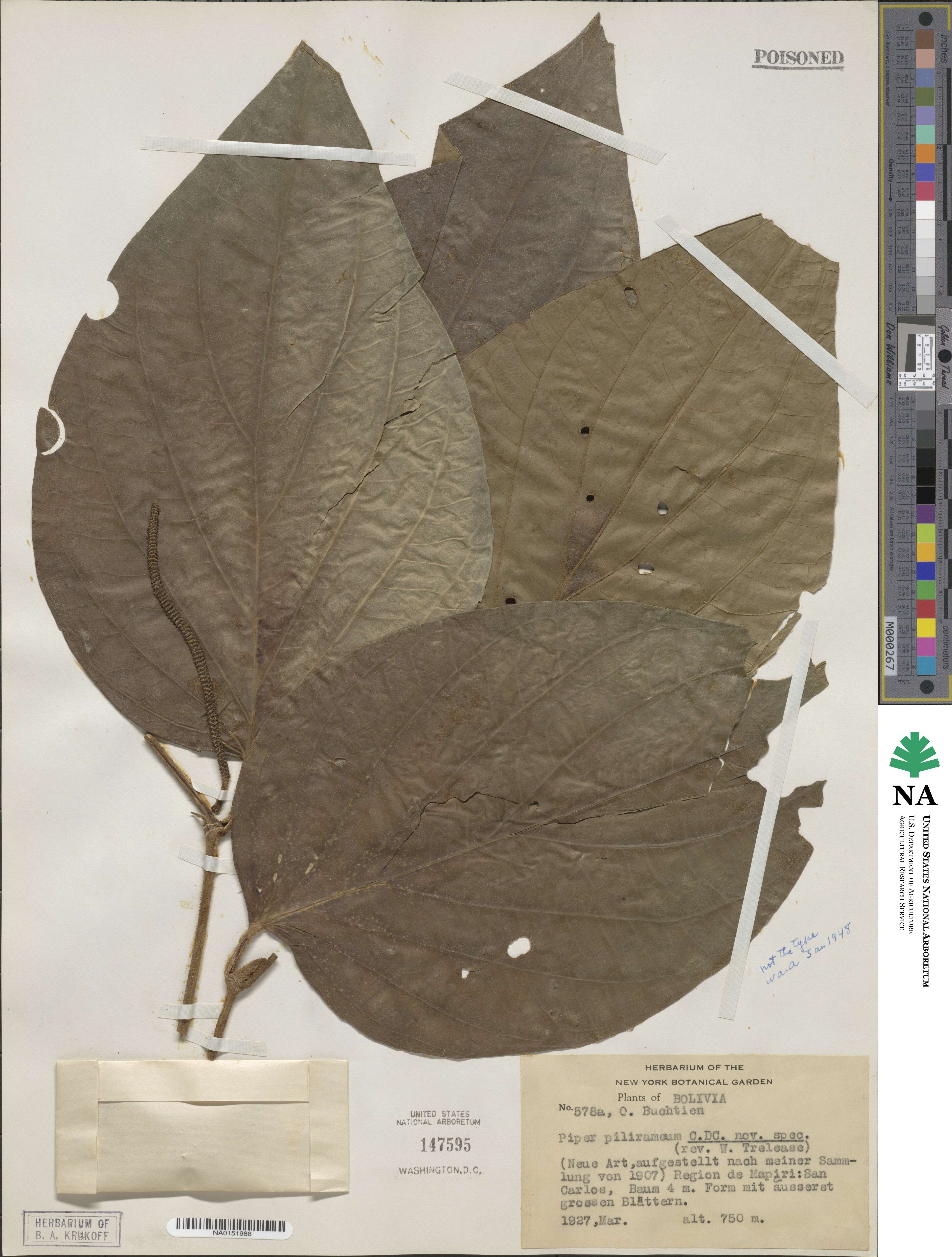 Piper pilirameum image