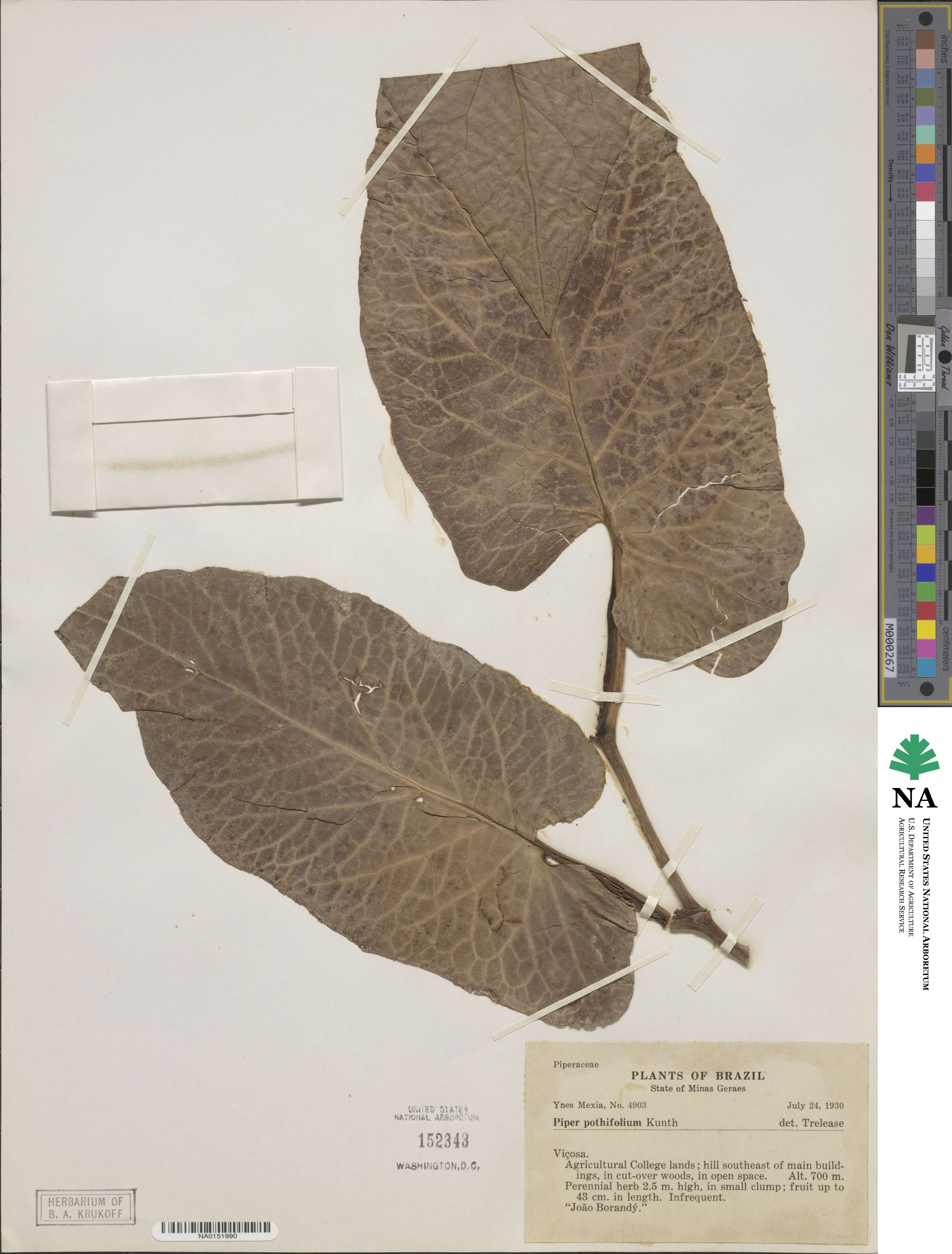 Piper pothifolium image