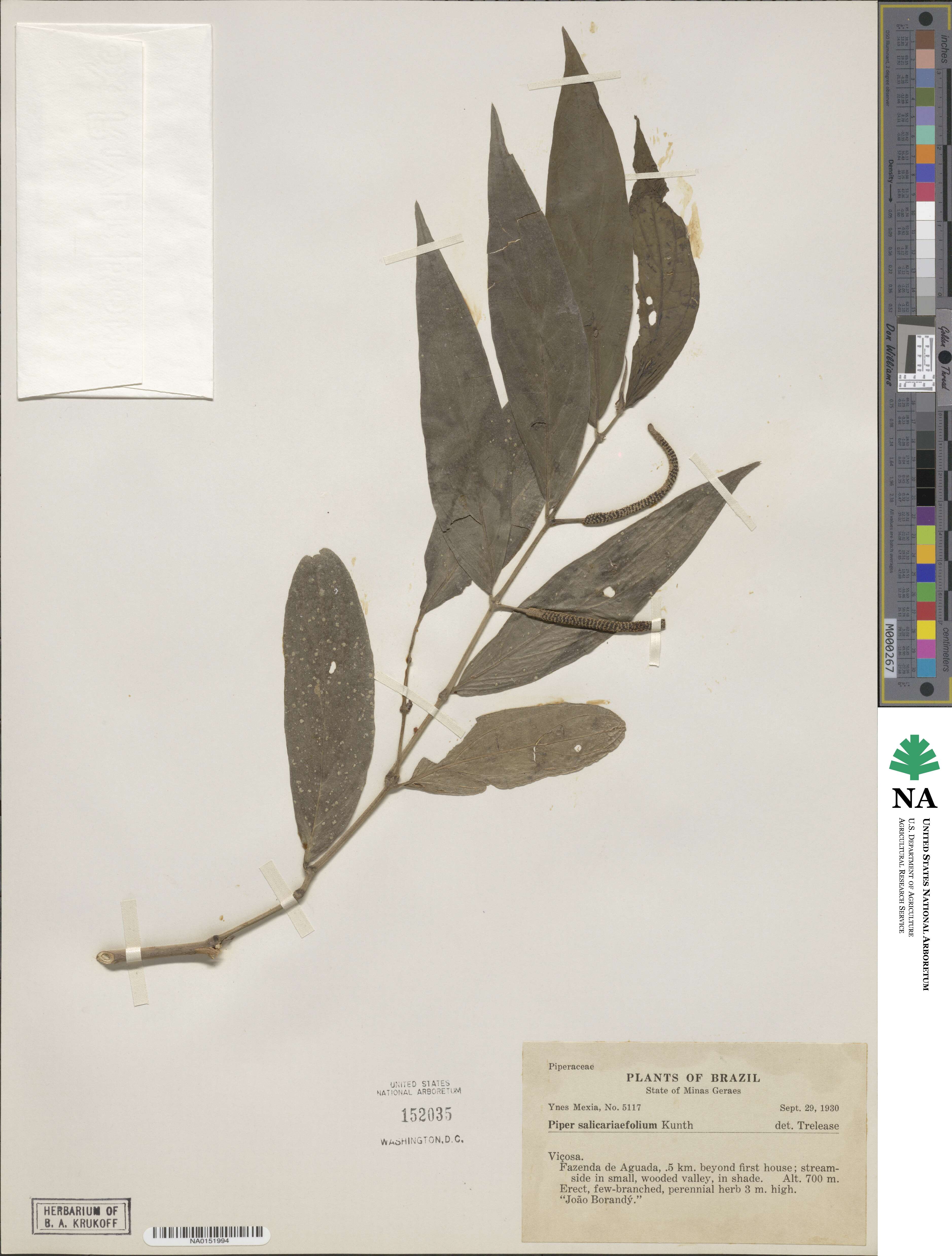 Piper salicariaefolium image