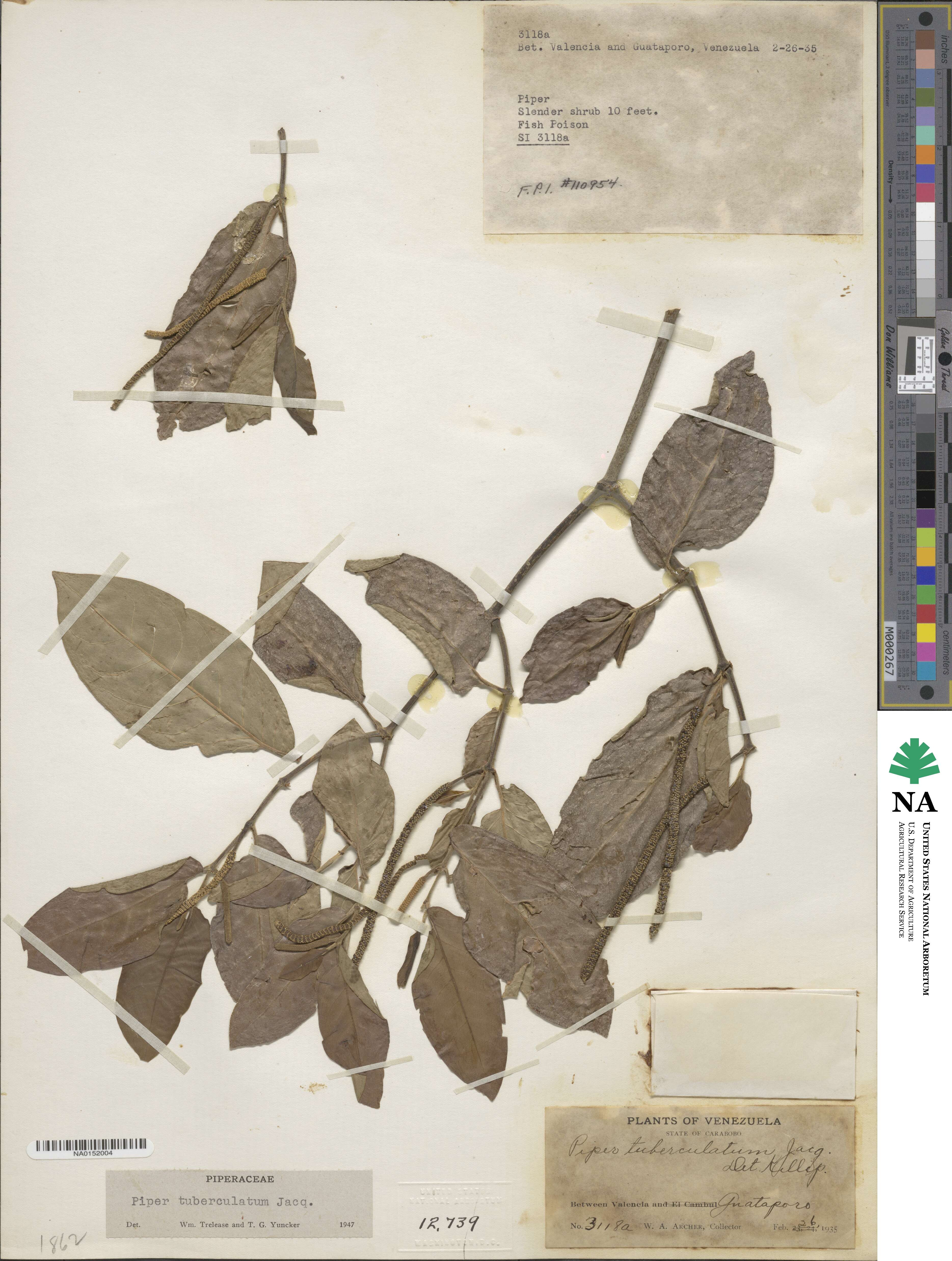 Piper tuberculatum image