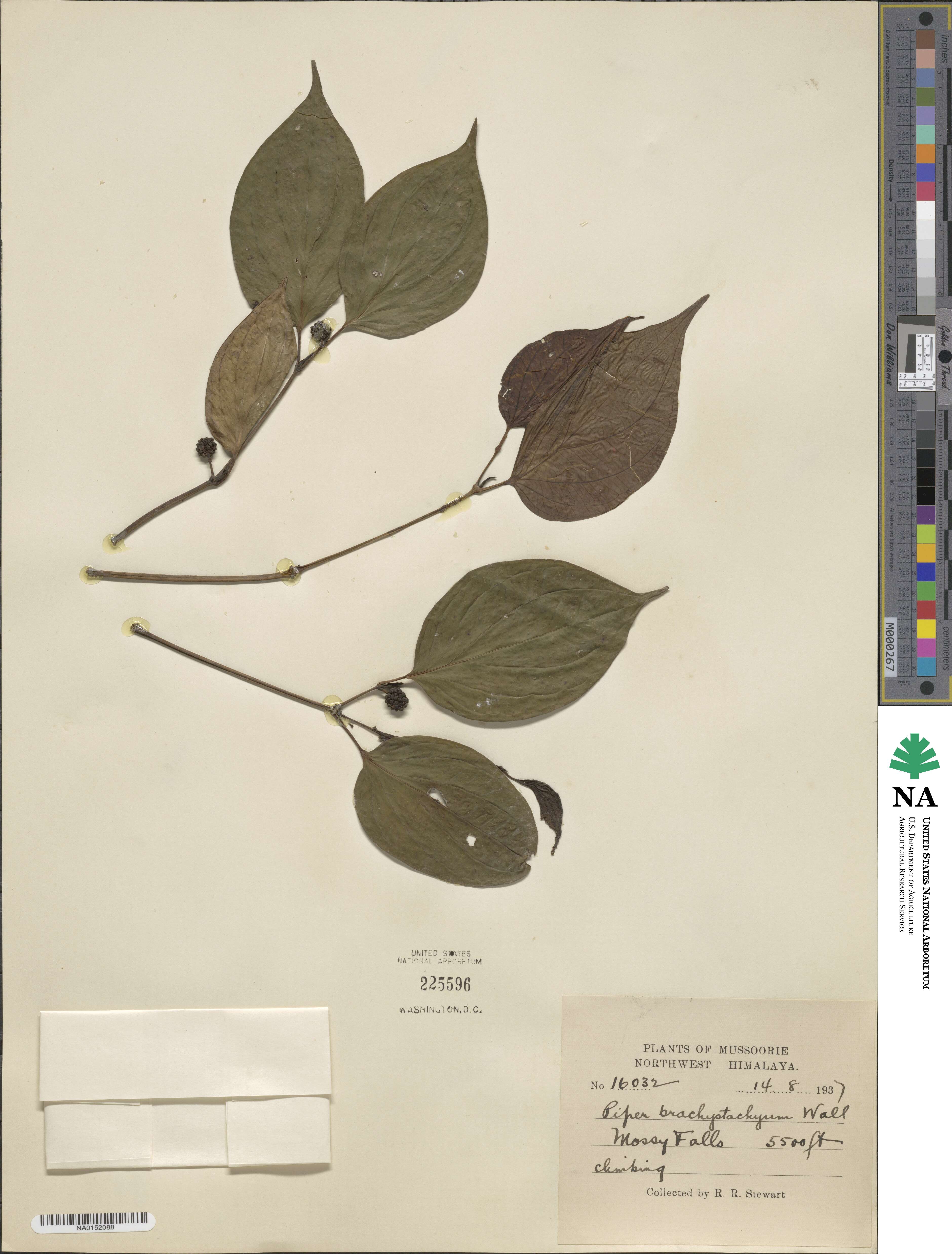 Piper anonifolium image