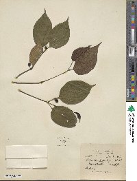 Image of Piper anonifolium