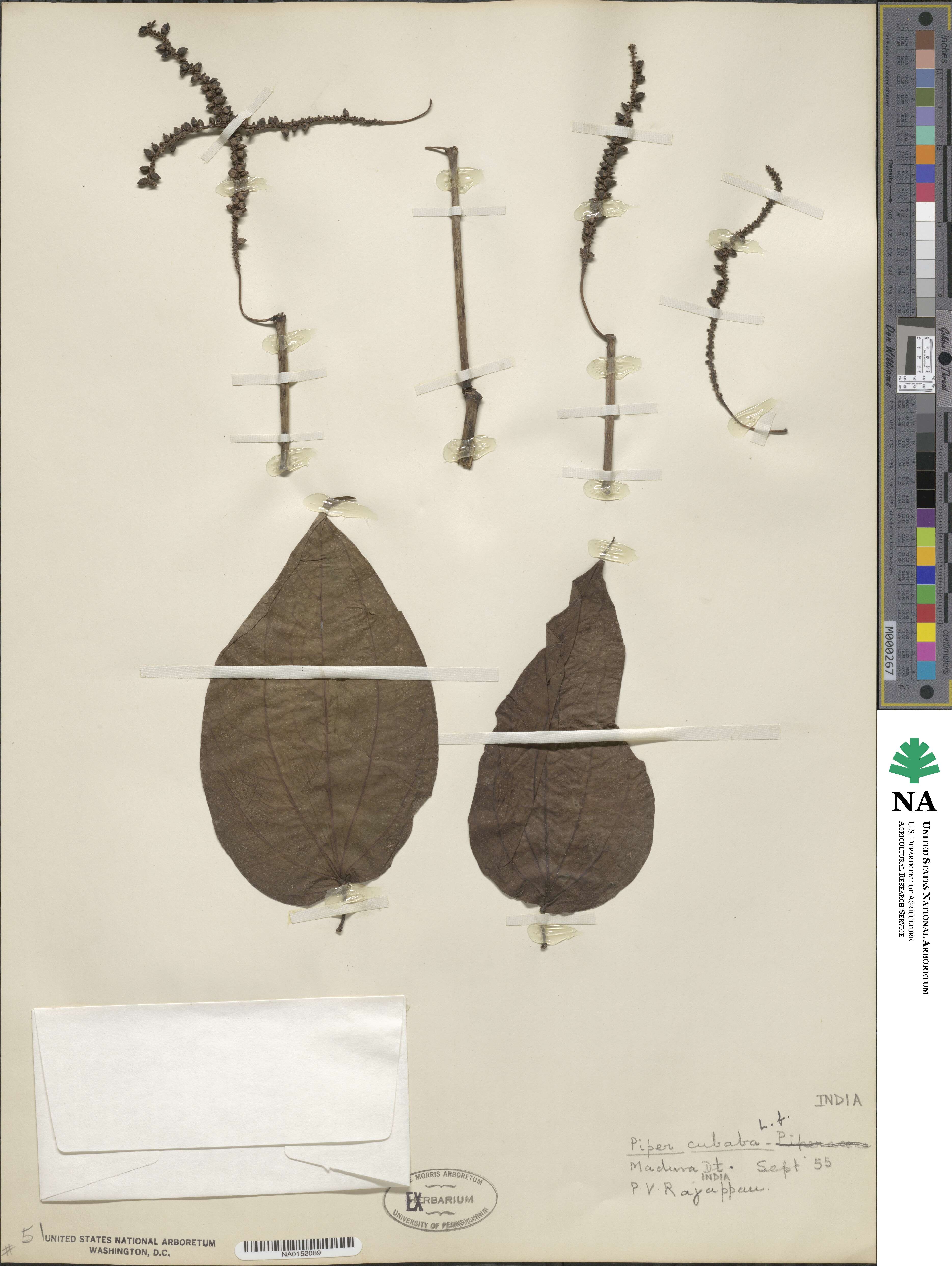 Piper cubeba image