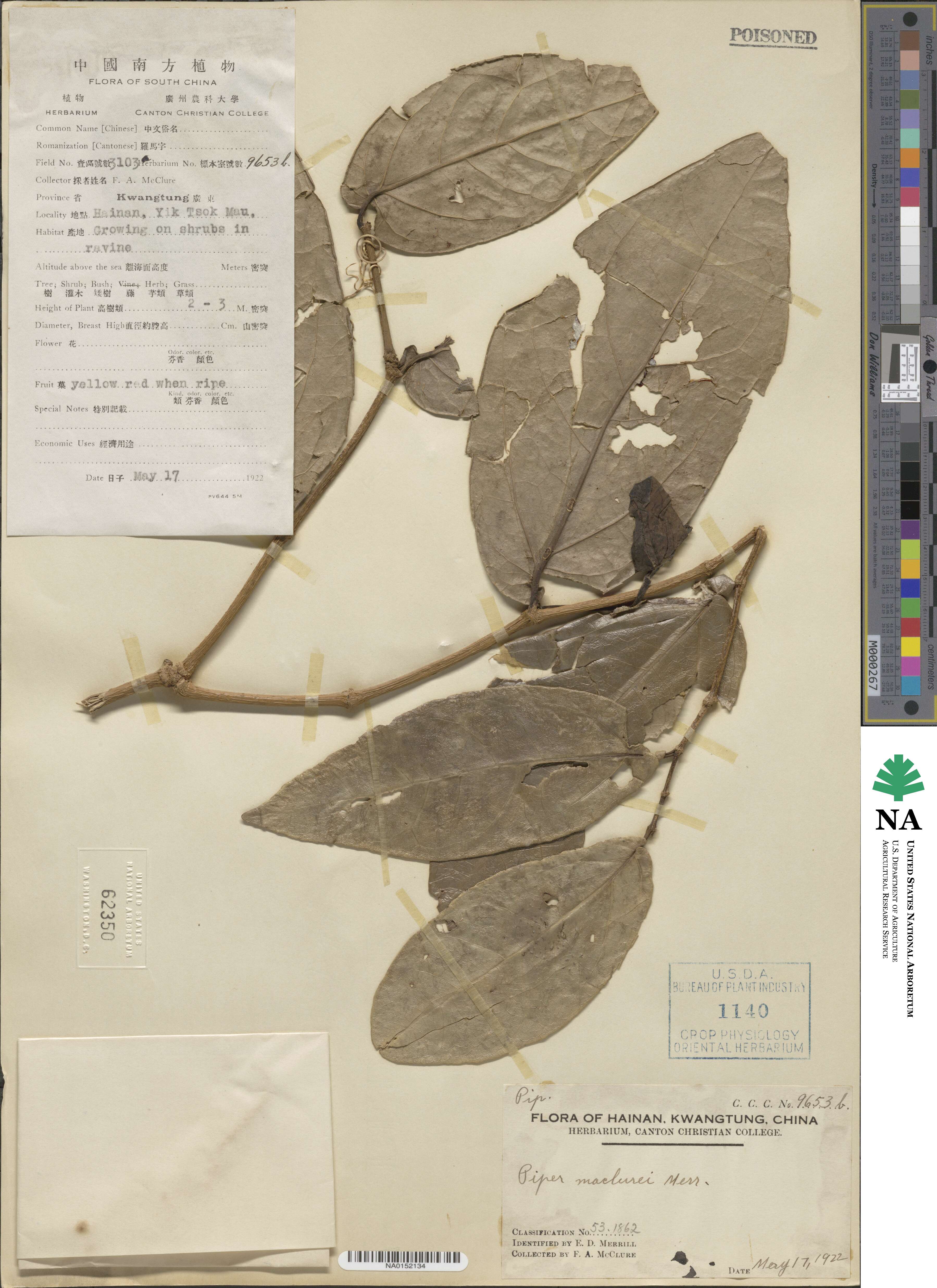 Piper laetispicum image