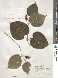 Piper capense image