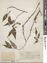 Image of Piper delicatum