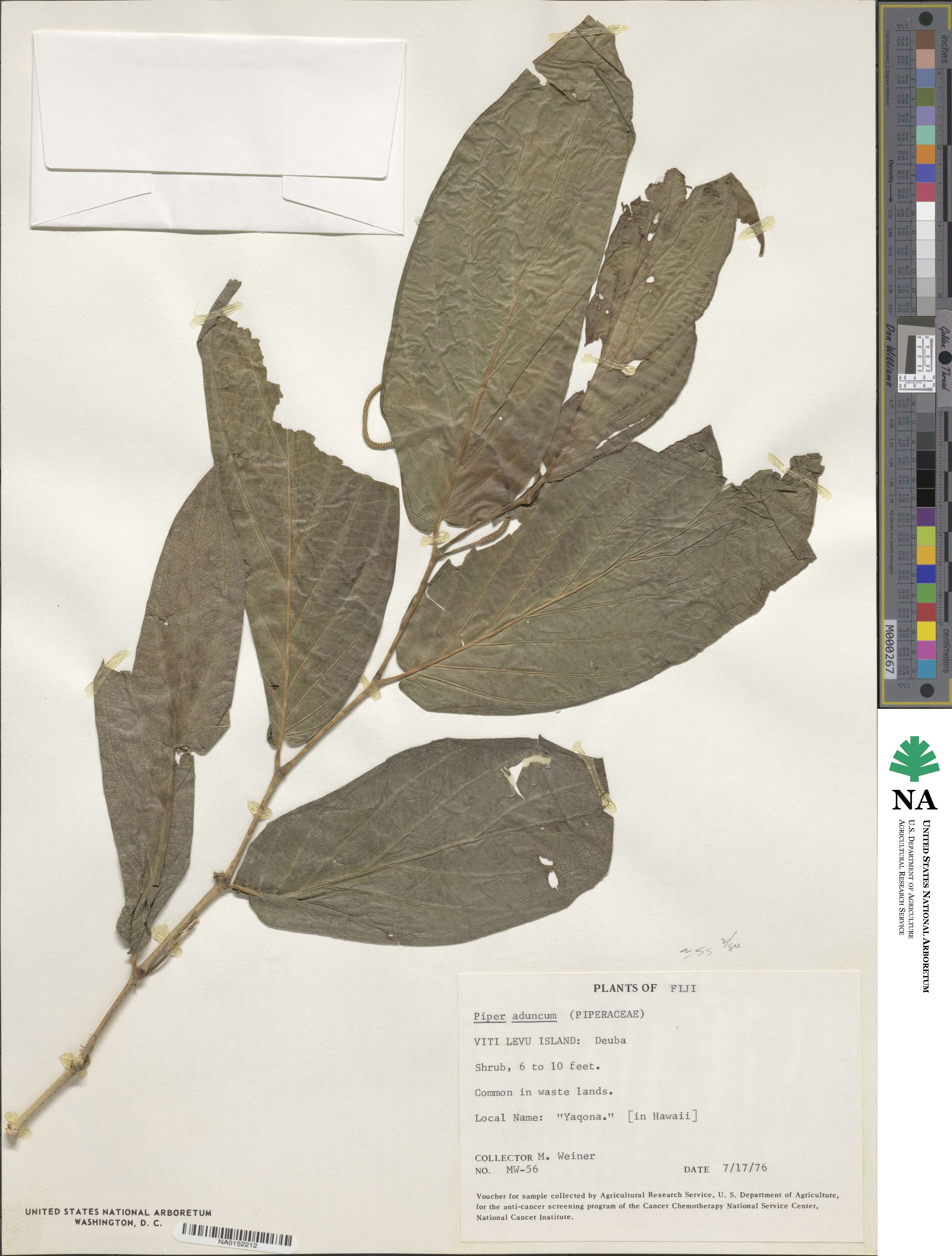 Piper aduncum image