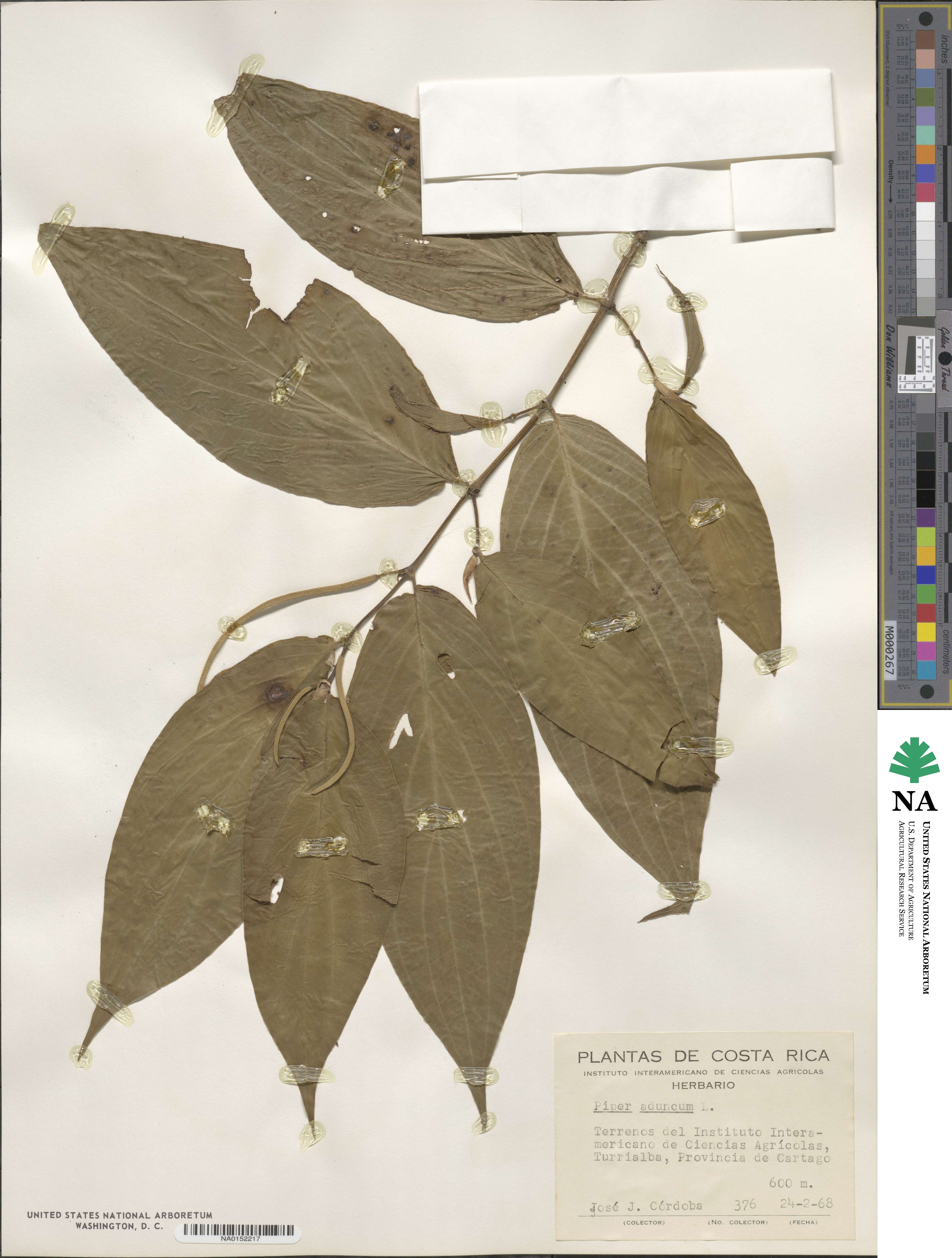 Piper aduncum image