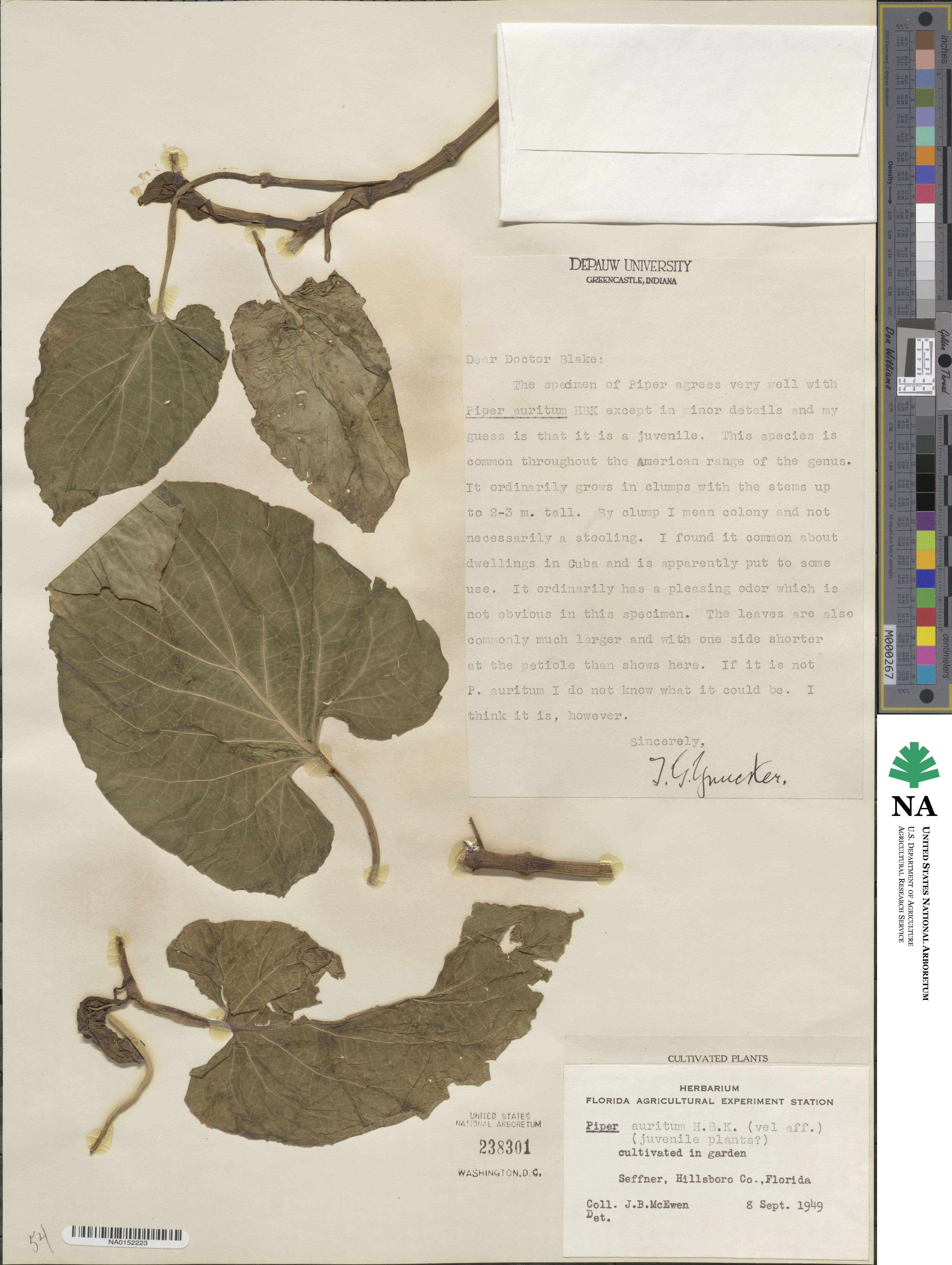 Piper auritum image