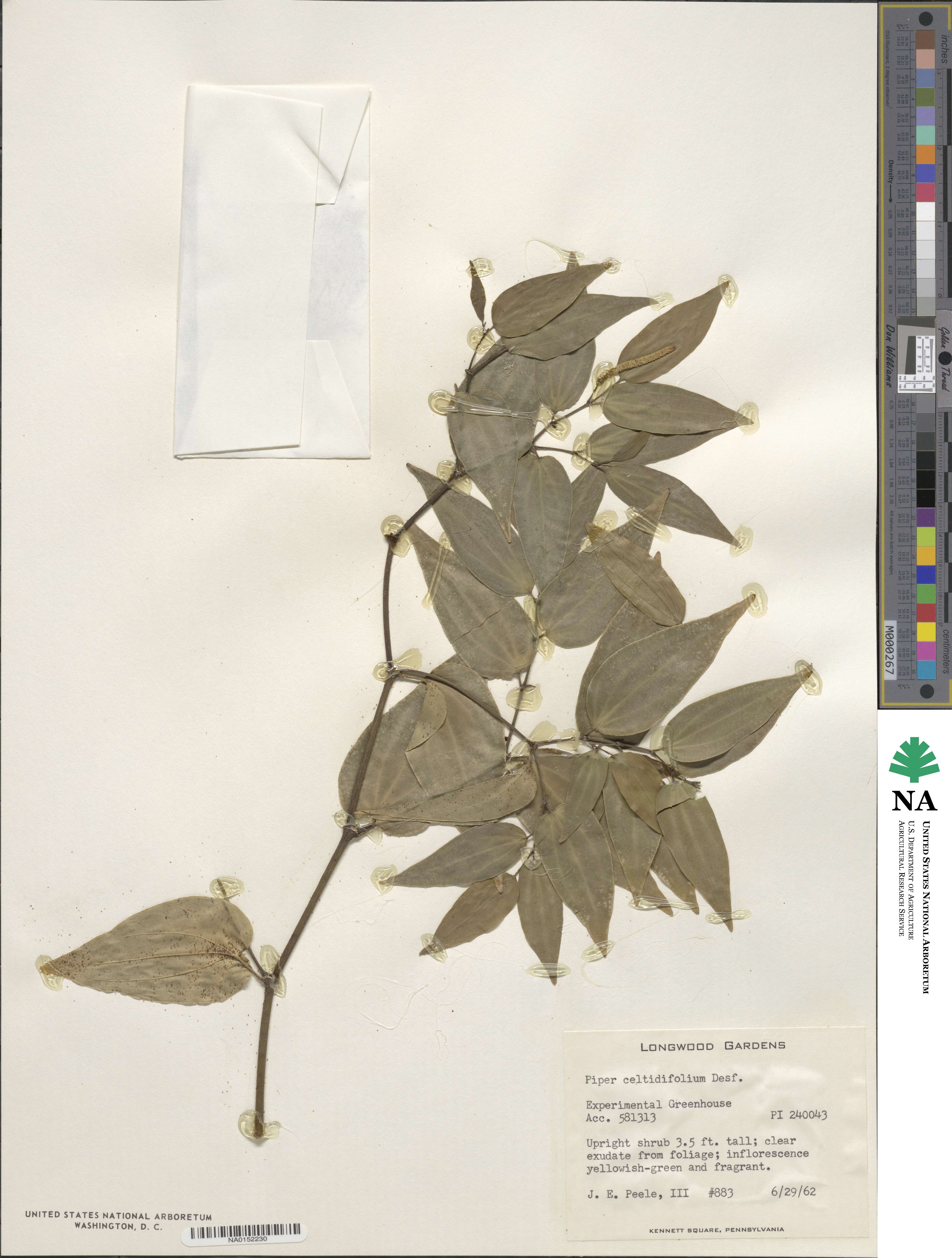 Piper celtidifolium image