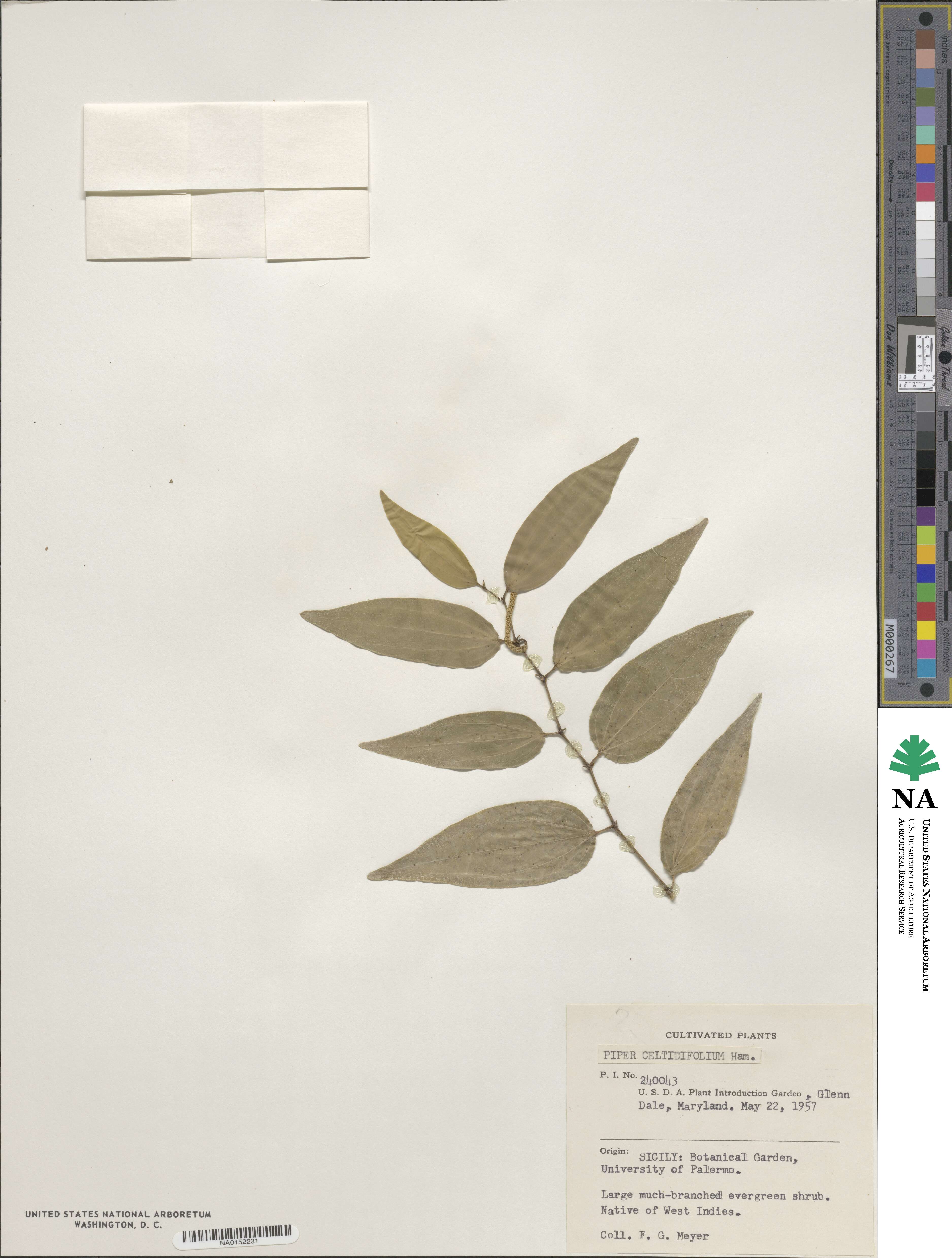 Piper celtidifolium image