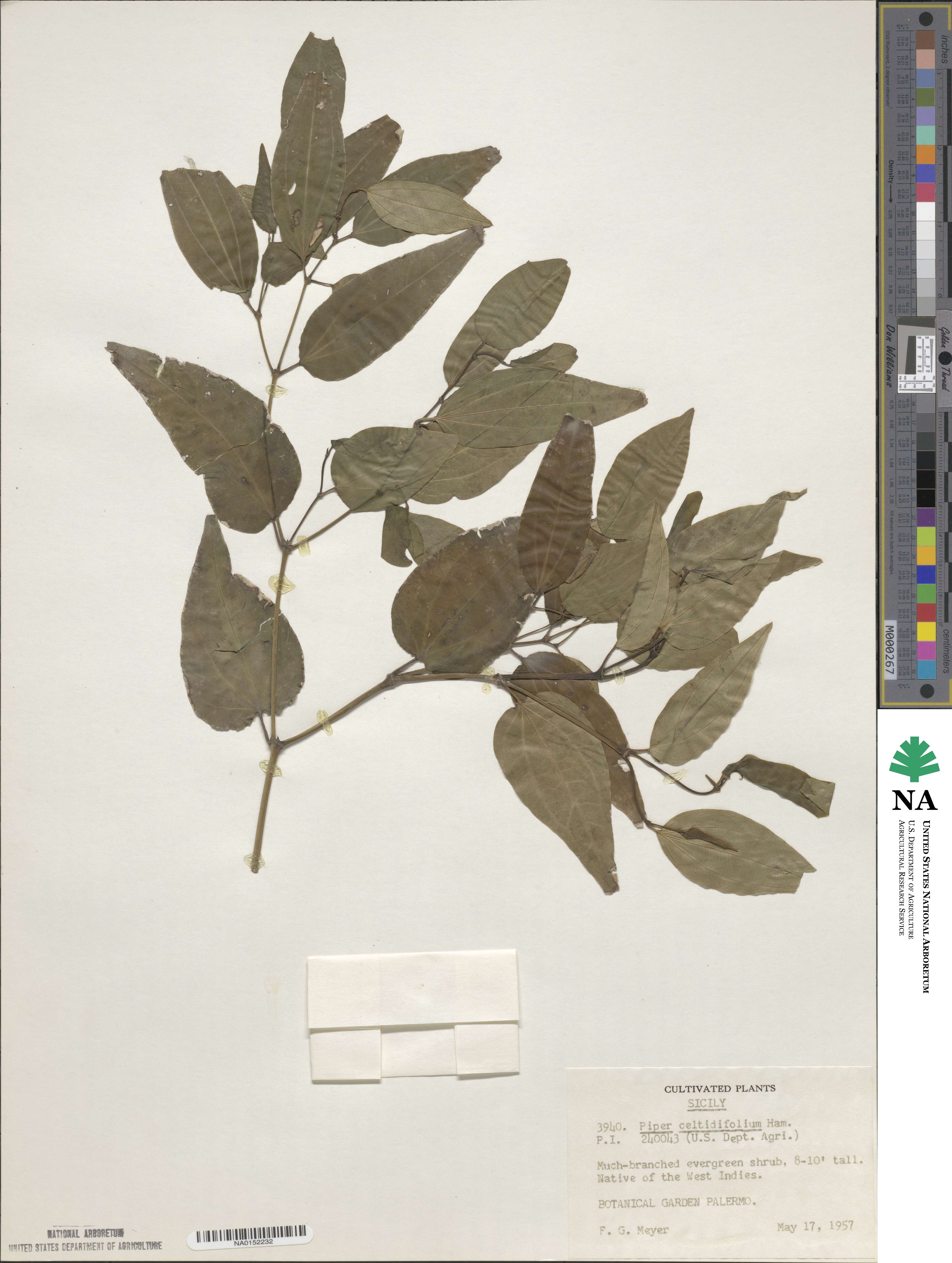 Piper celtidifolium image
