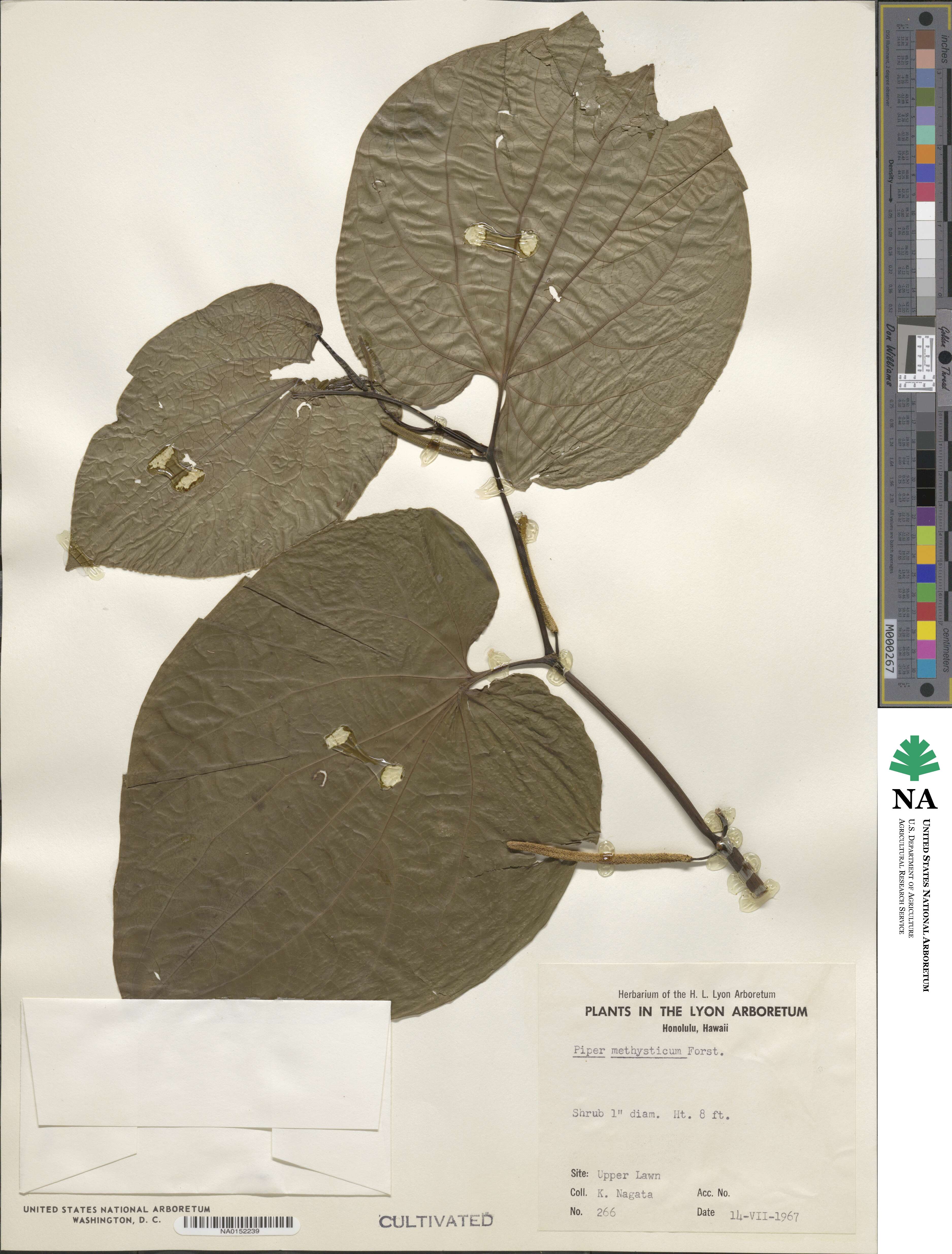Piper methysticum image