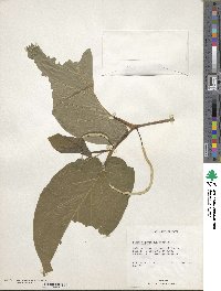 Piper methysticum image
