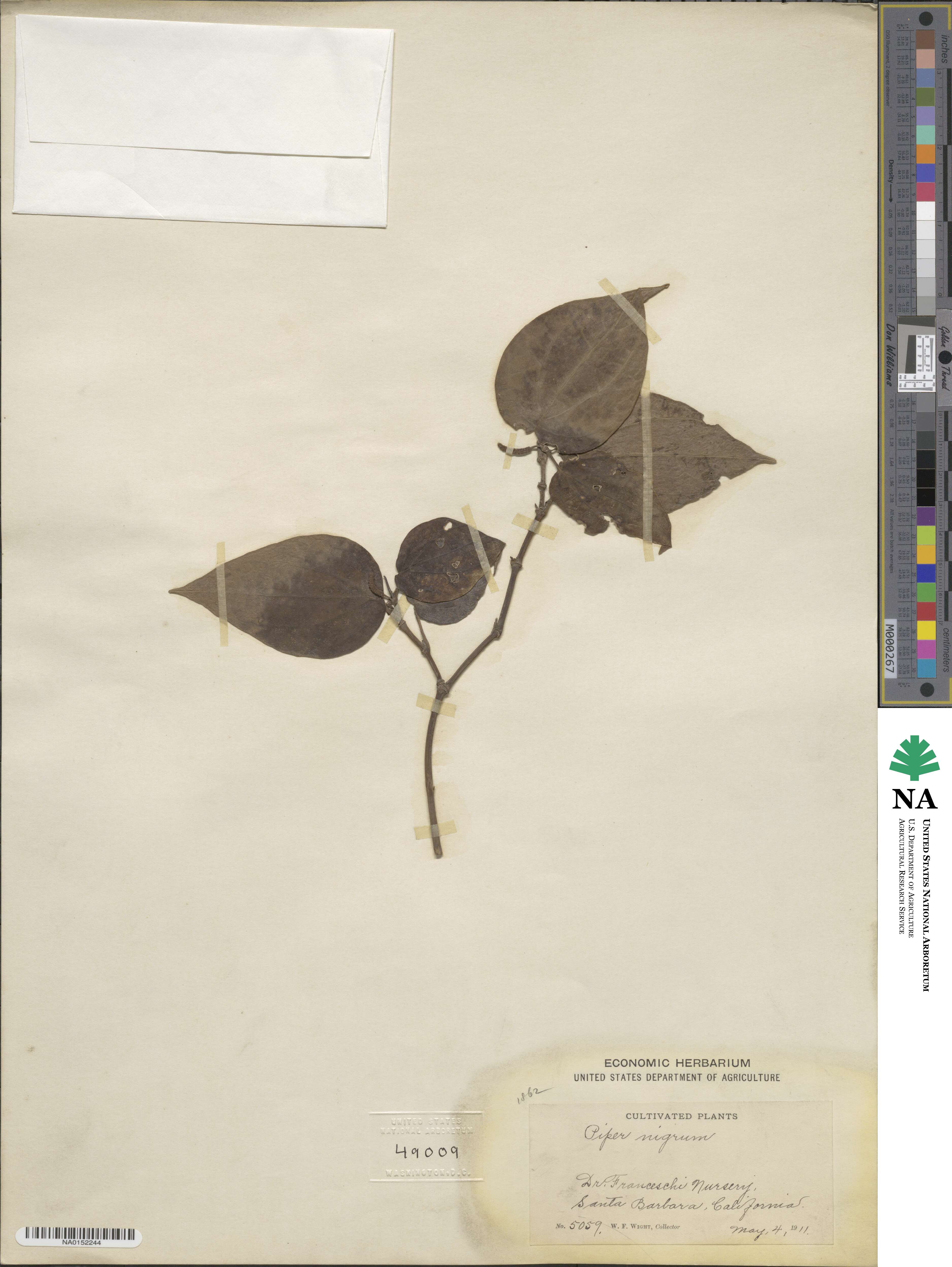 Piper nigrum image
