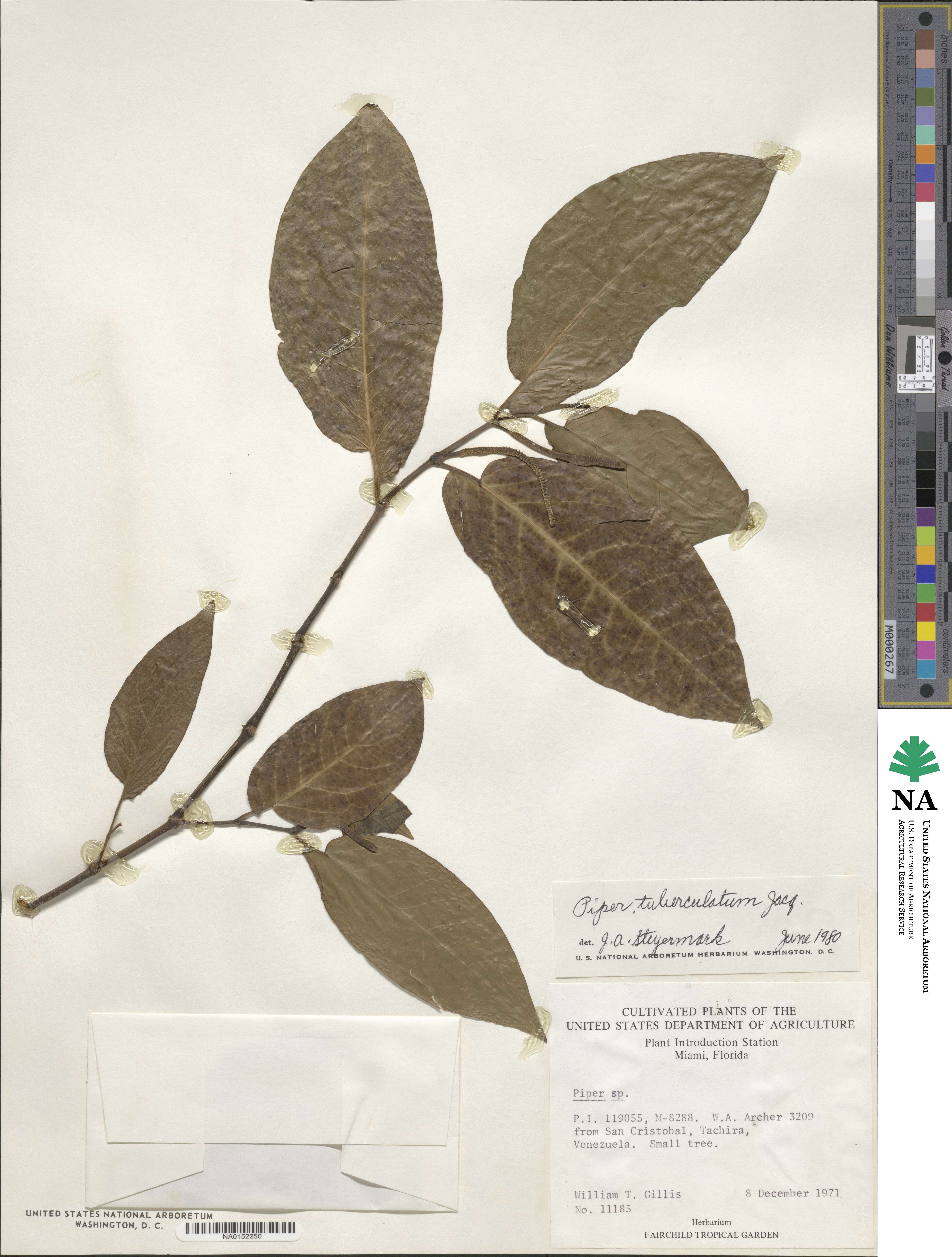Piper tuberculatum image