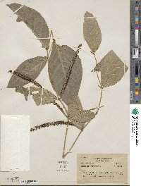Image of Piper corcovadense