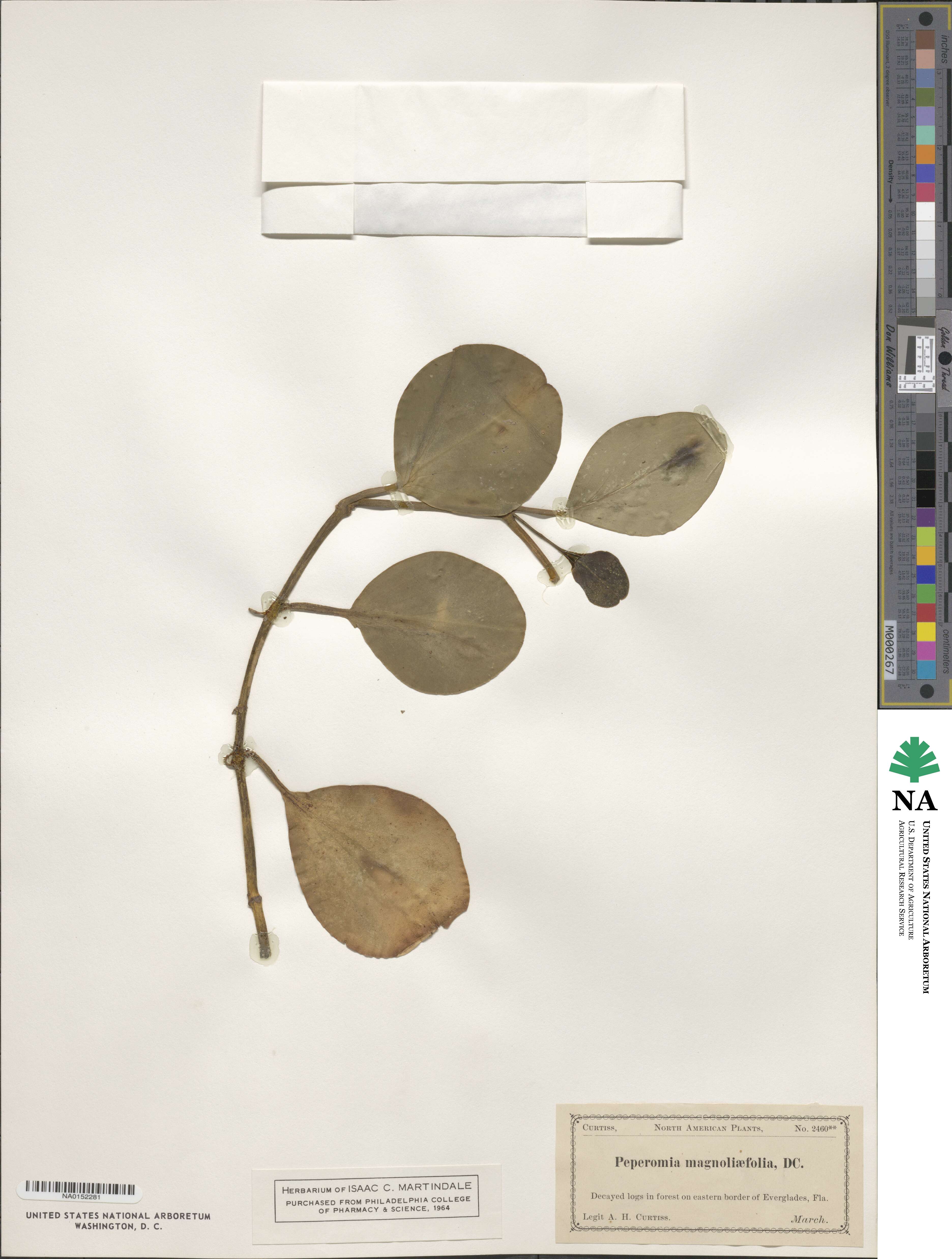 Peperomia magnoliifolia image