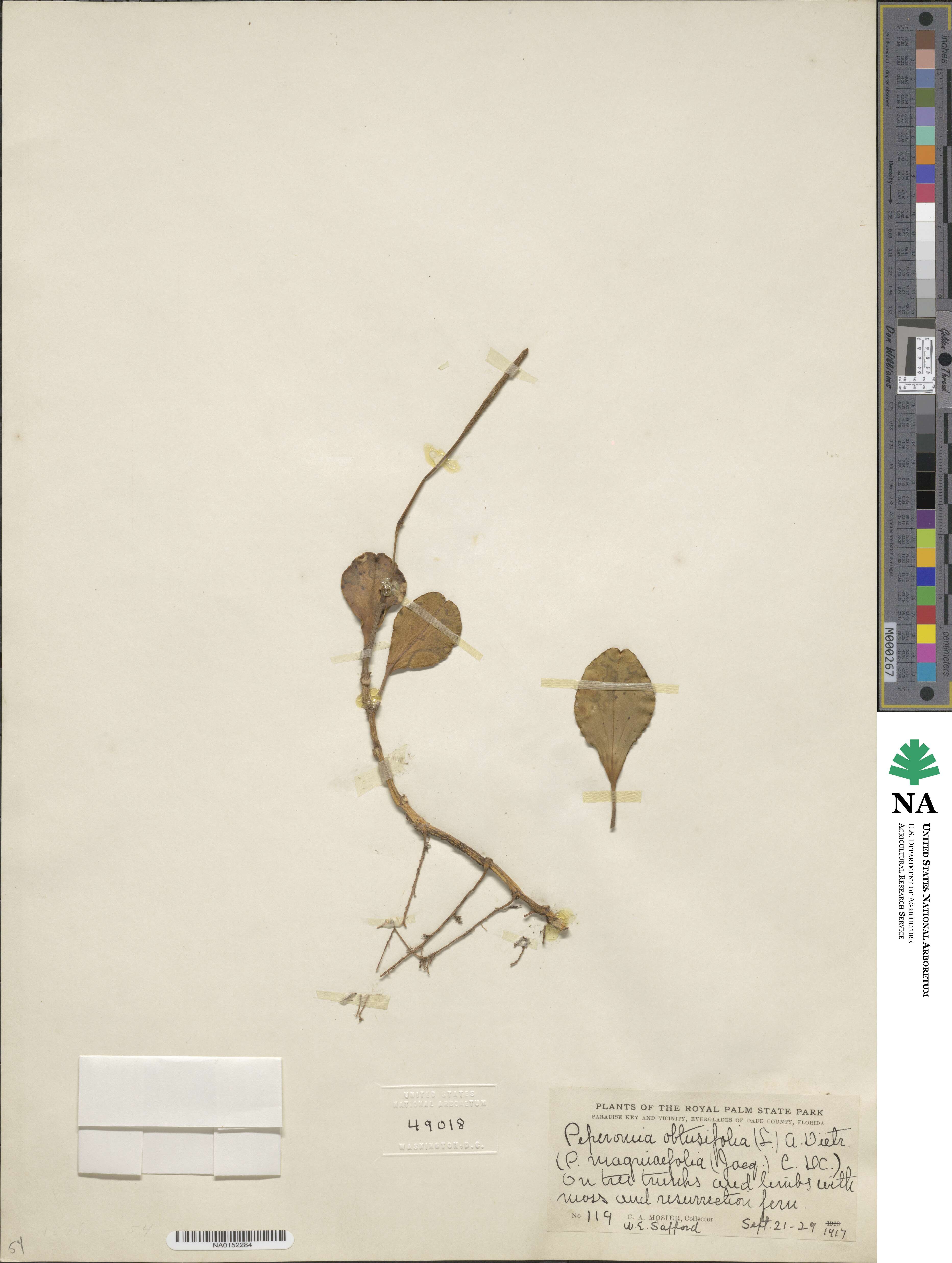 Peperomia obtusifolia image