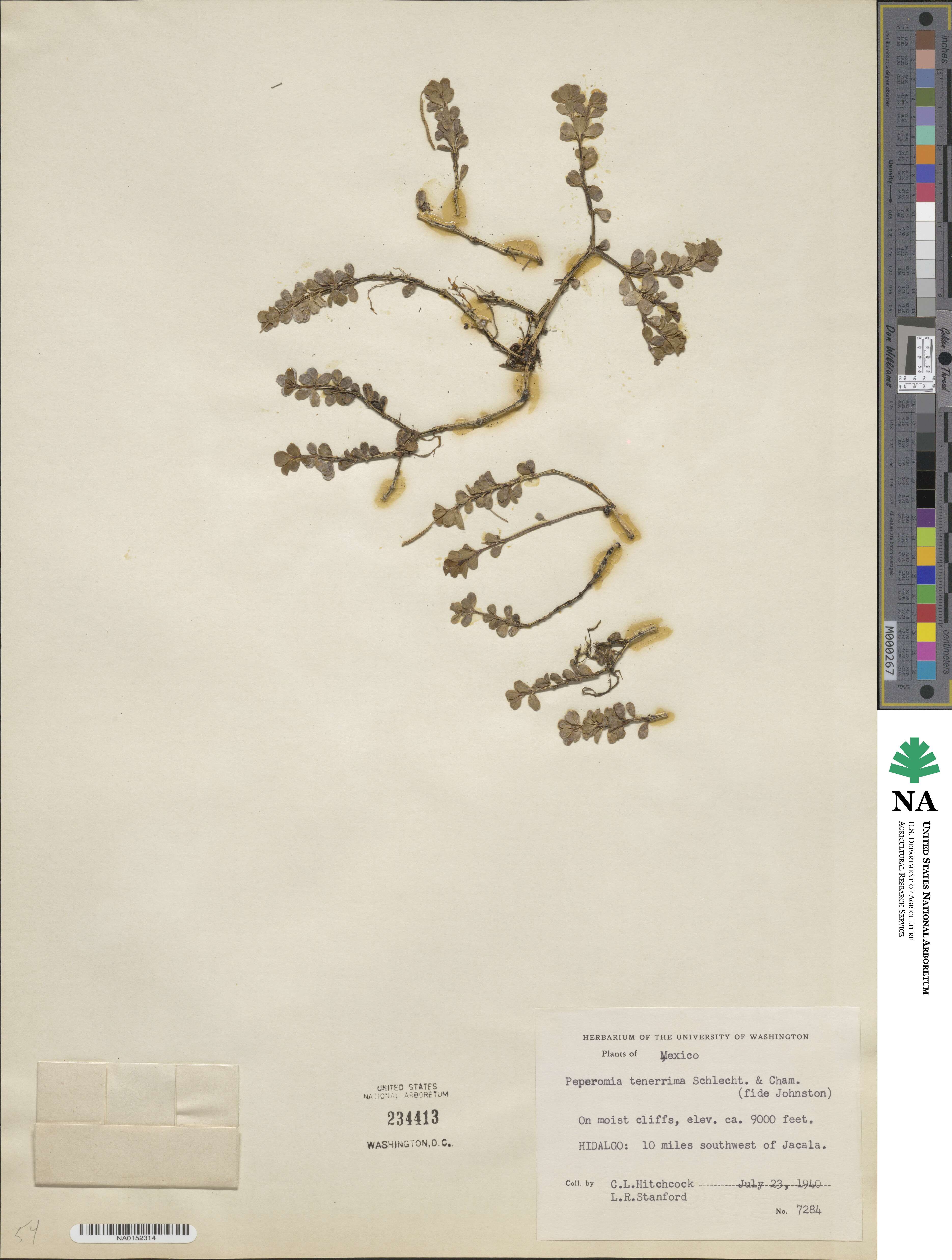 Peperomia tenerrima image
