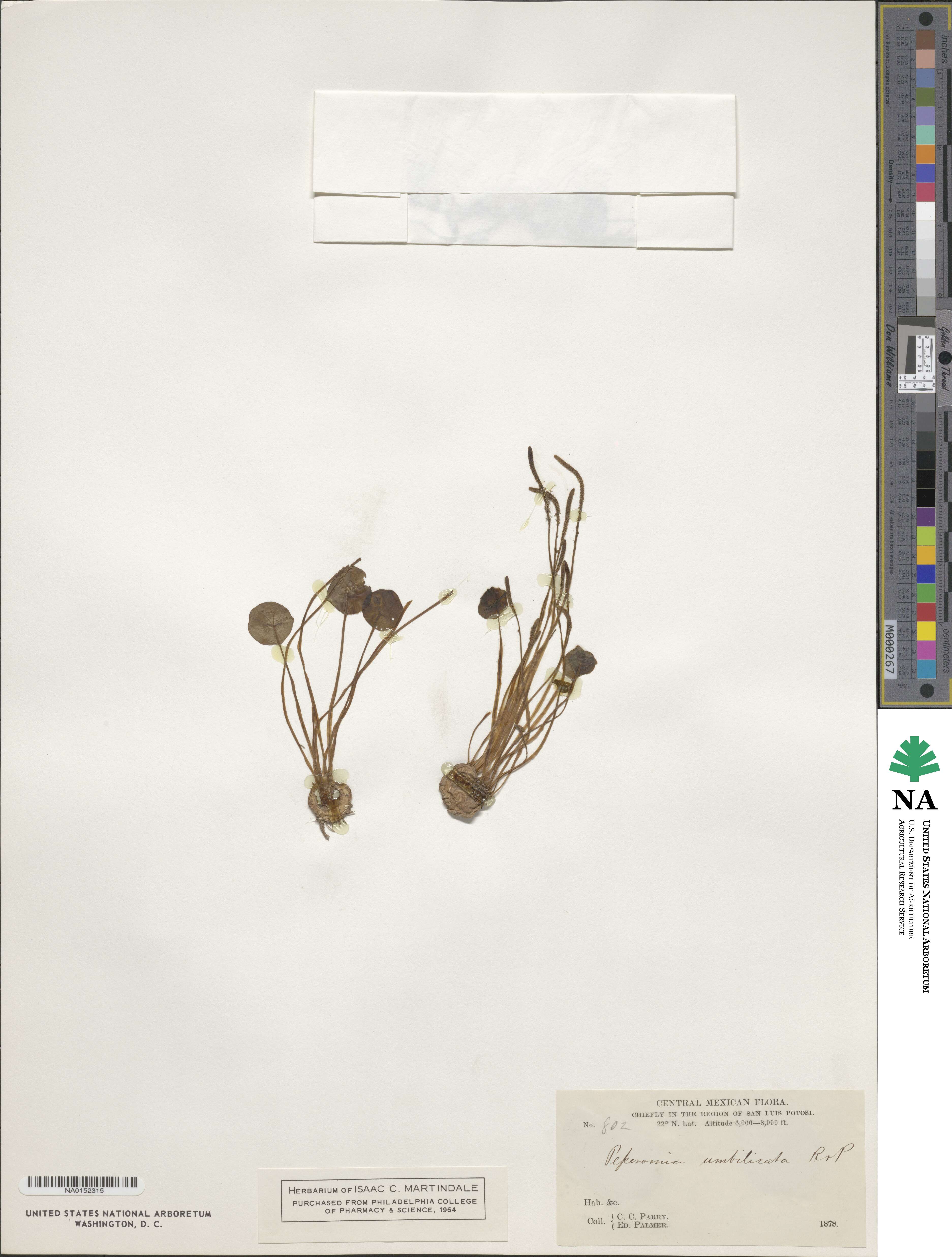 Peperomia umbilicata image
