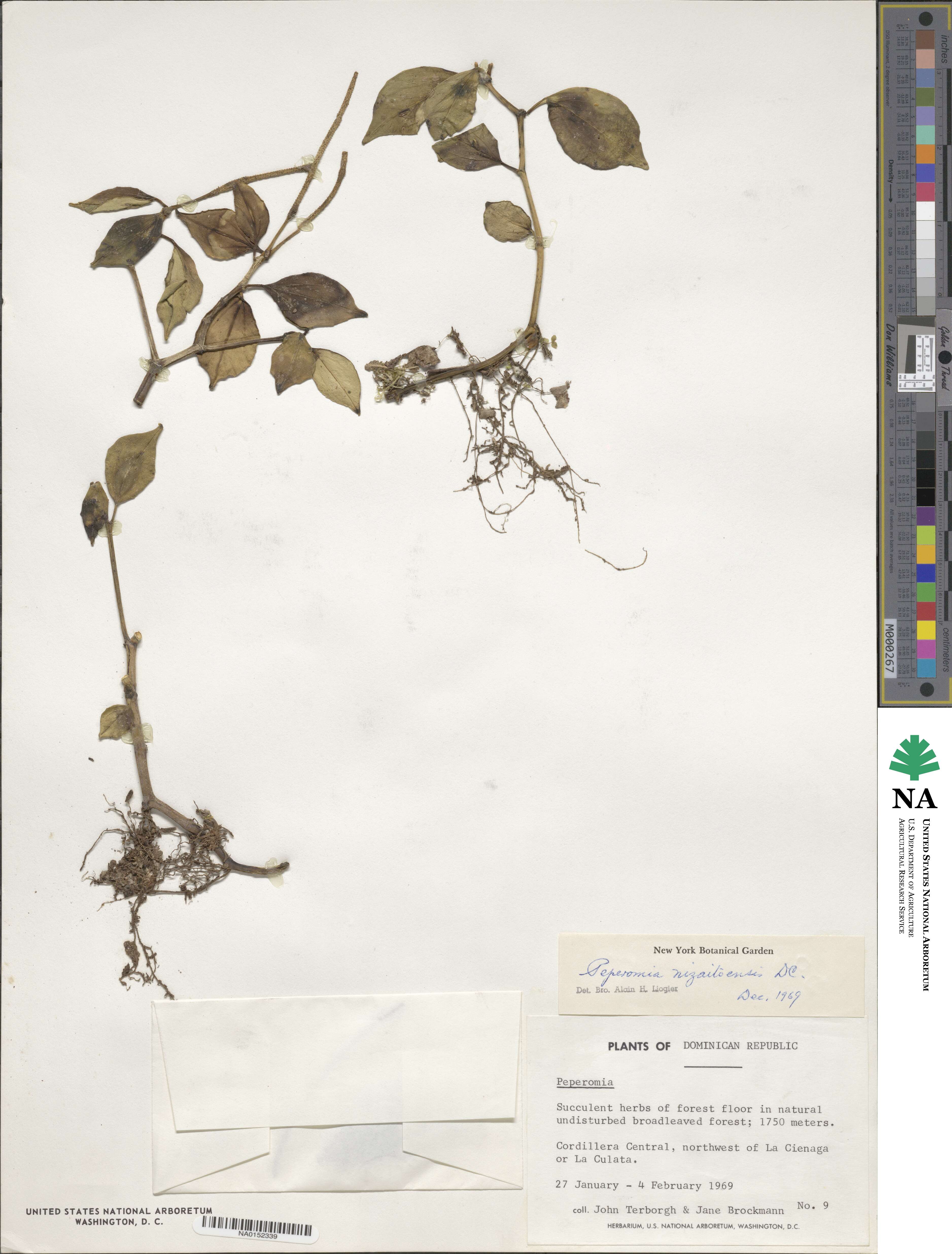 Peperomia nizaitoensis image