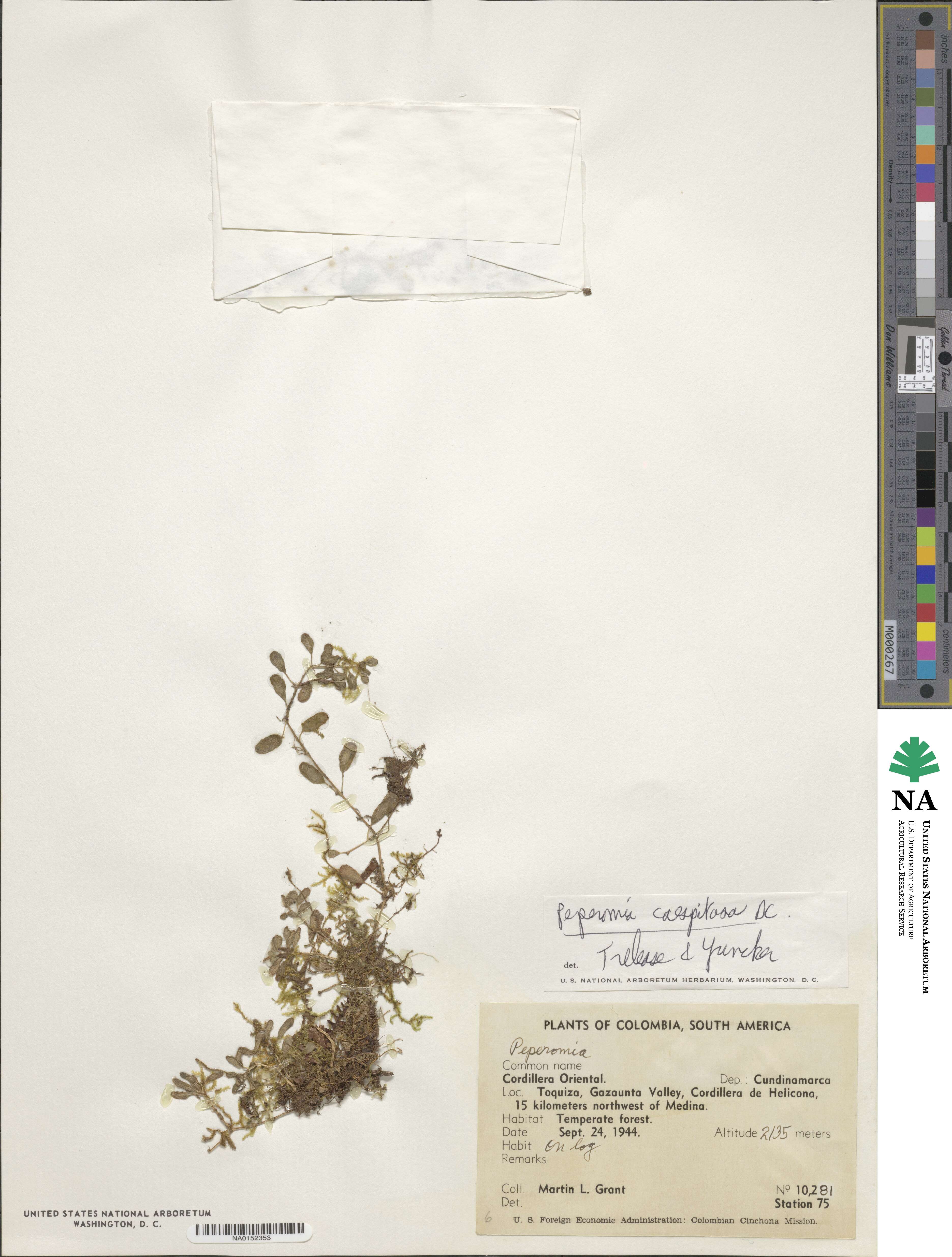 Peperomia caespitosa image