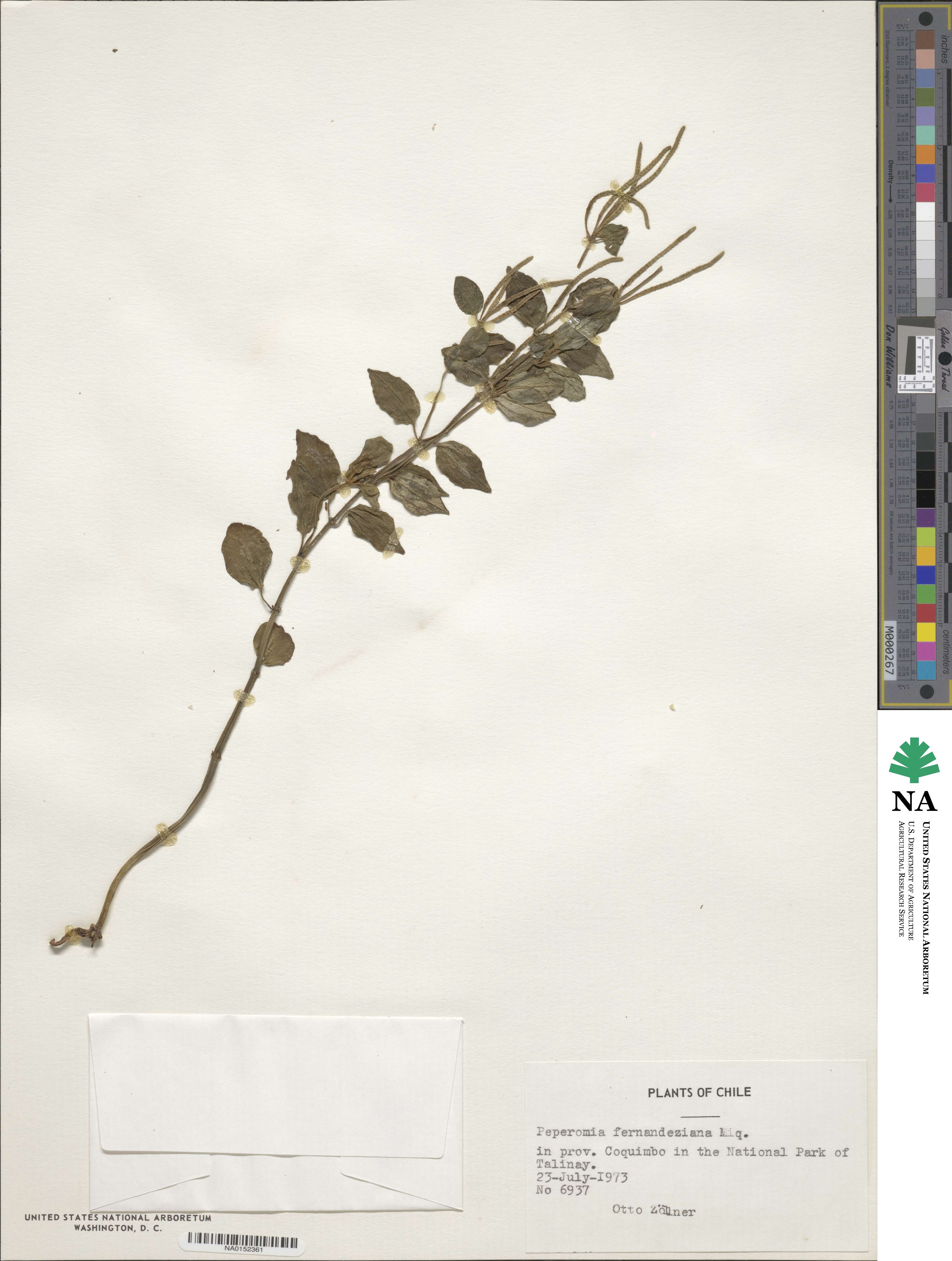 Peperomia fernandeziana image