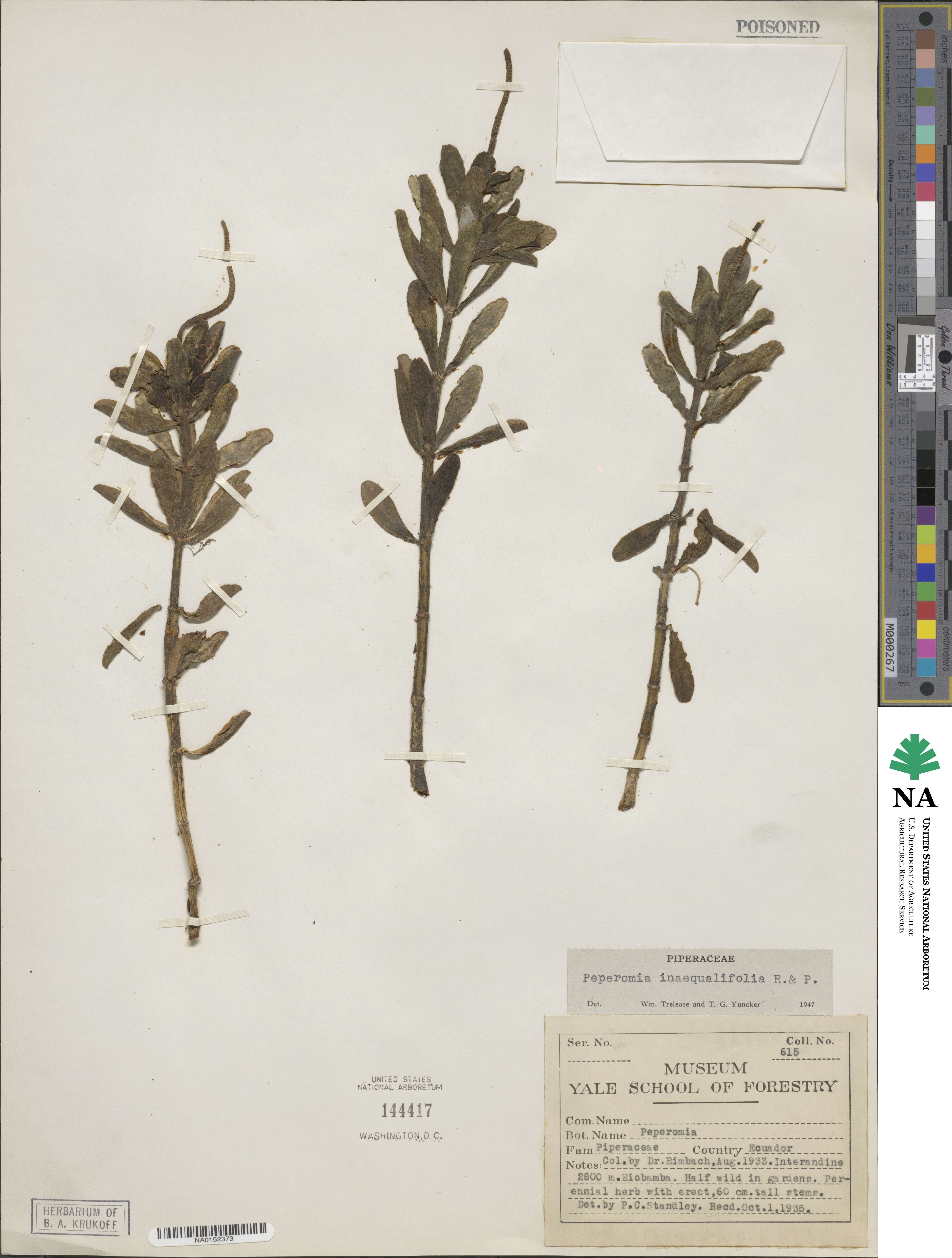 Peperomia inaequalifolia image