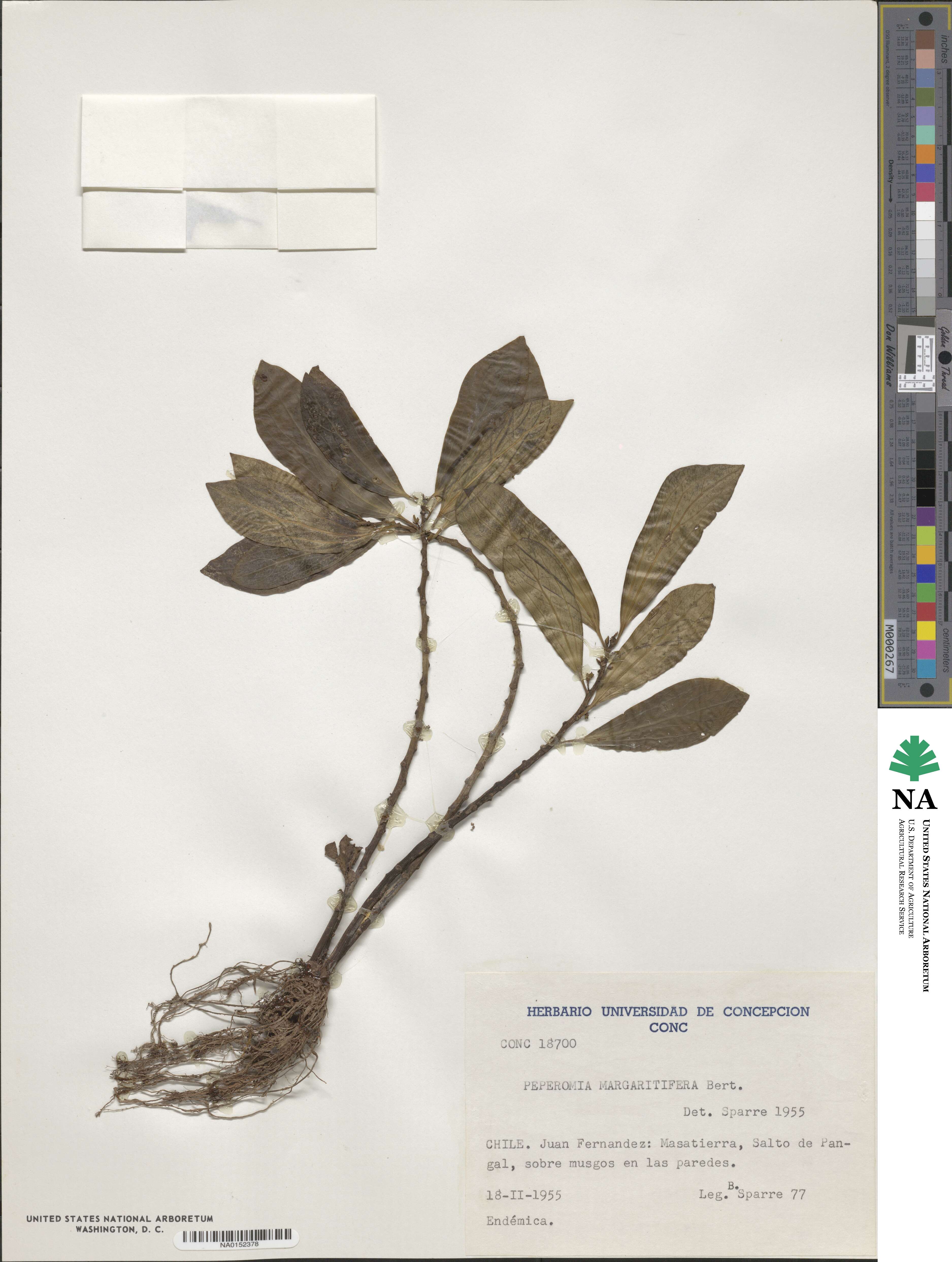 Peperomia margaritifera image