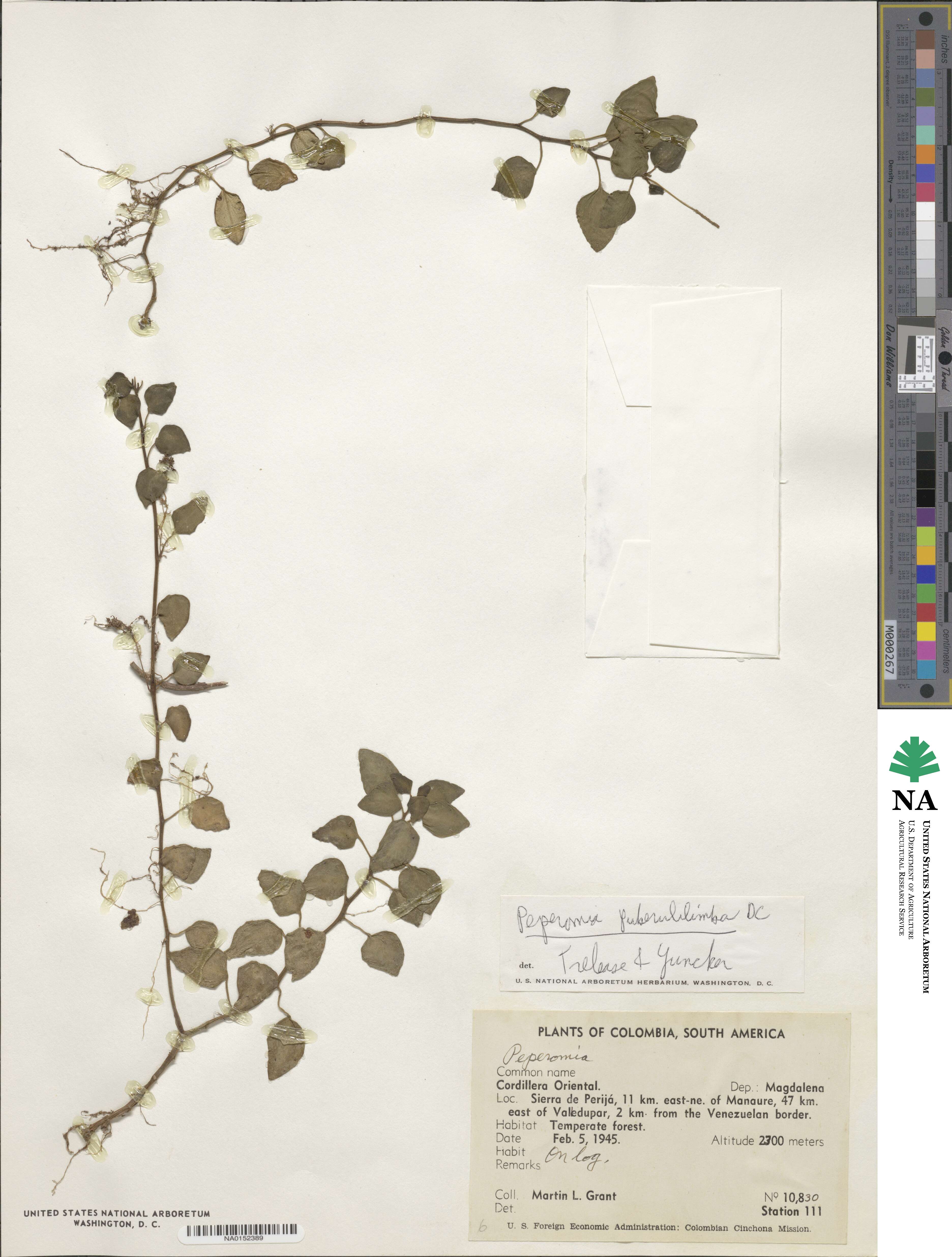 Peperomia puberulilimba image