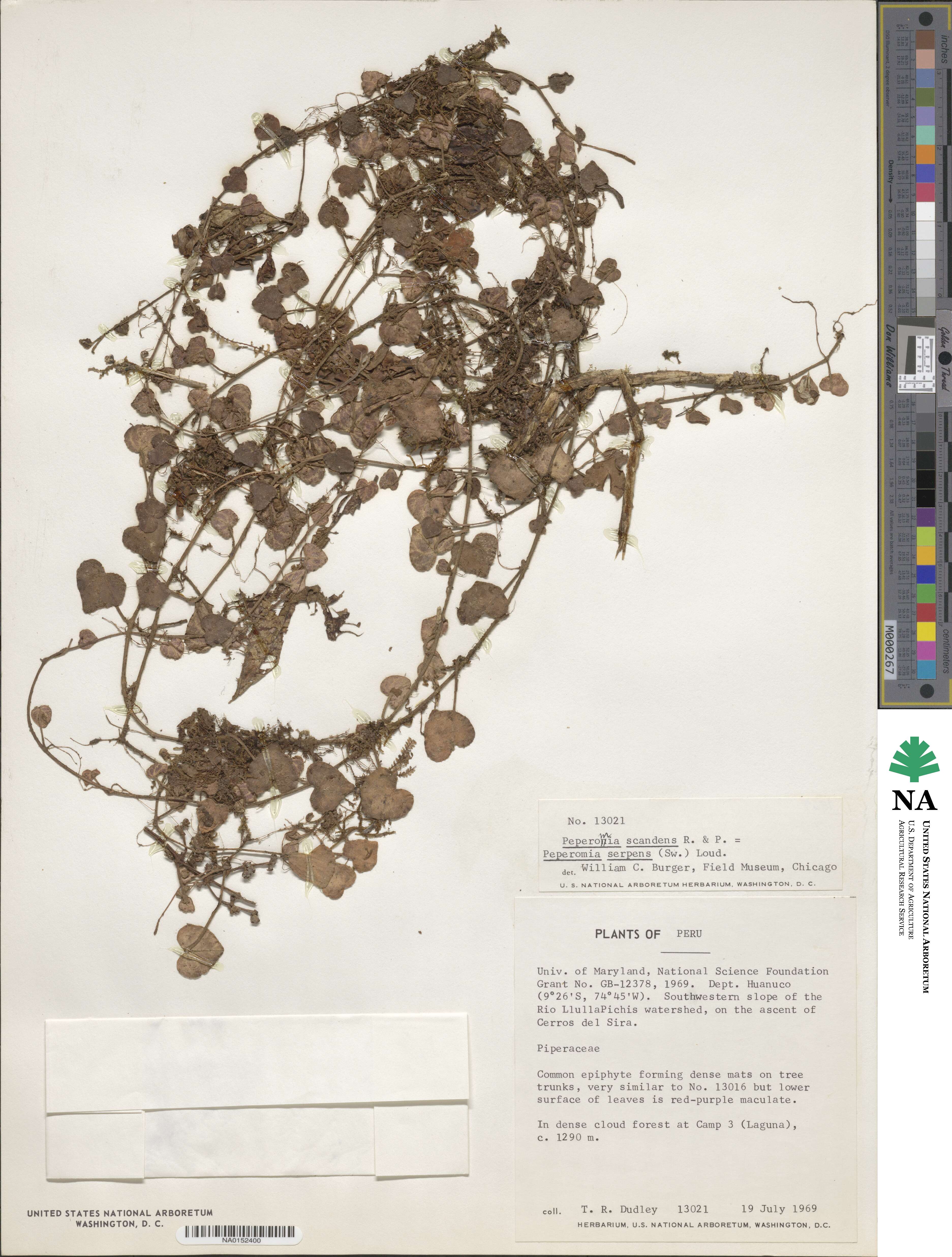 Peperomia serpens image