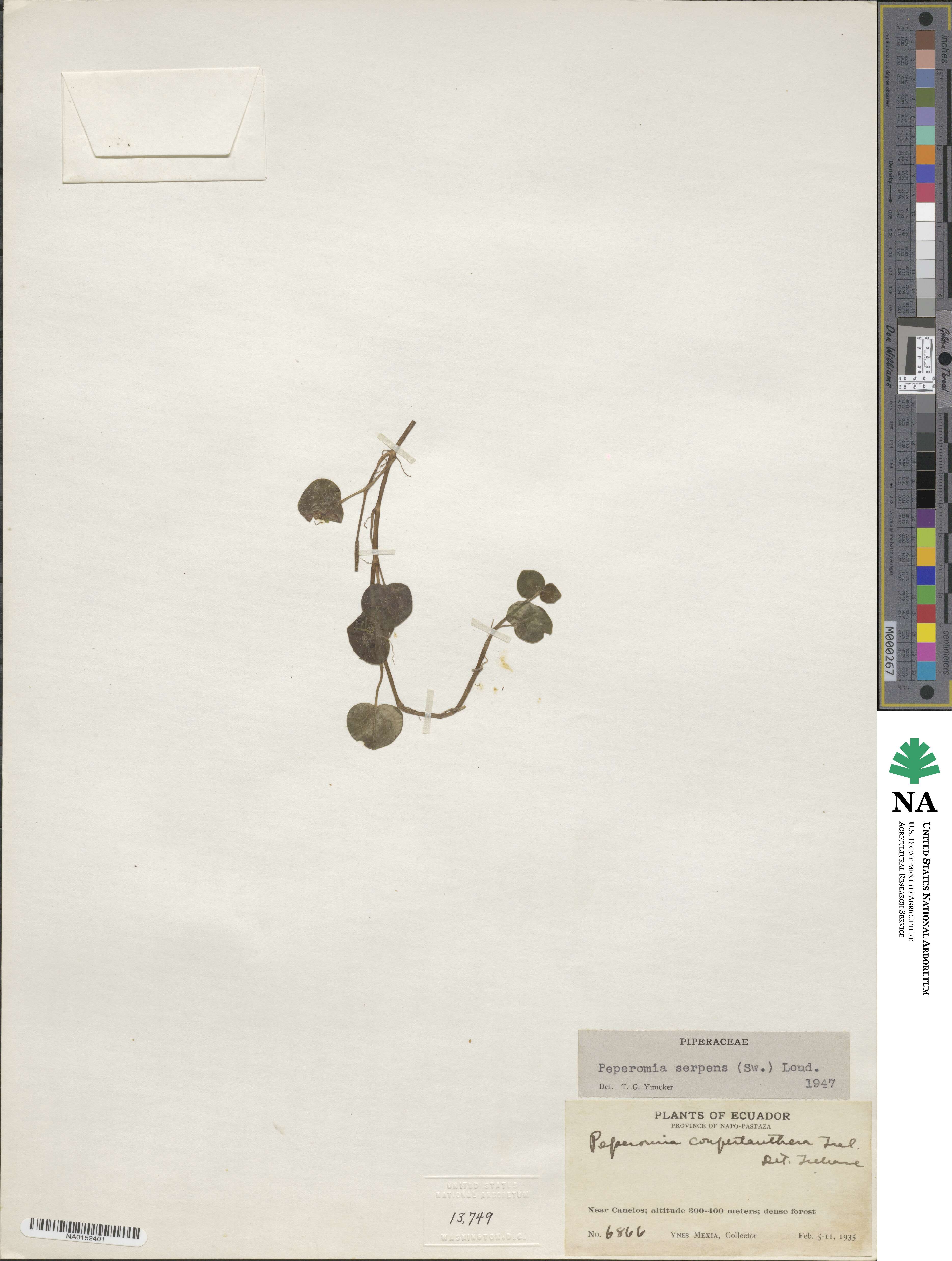 Peperomia serpens image