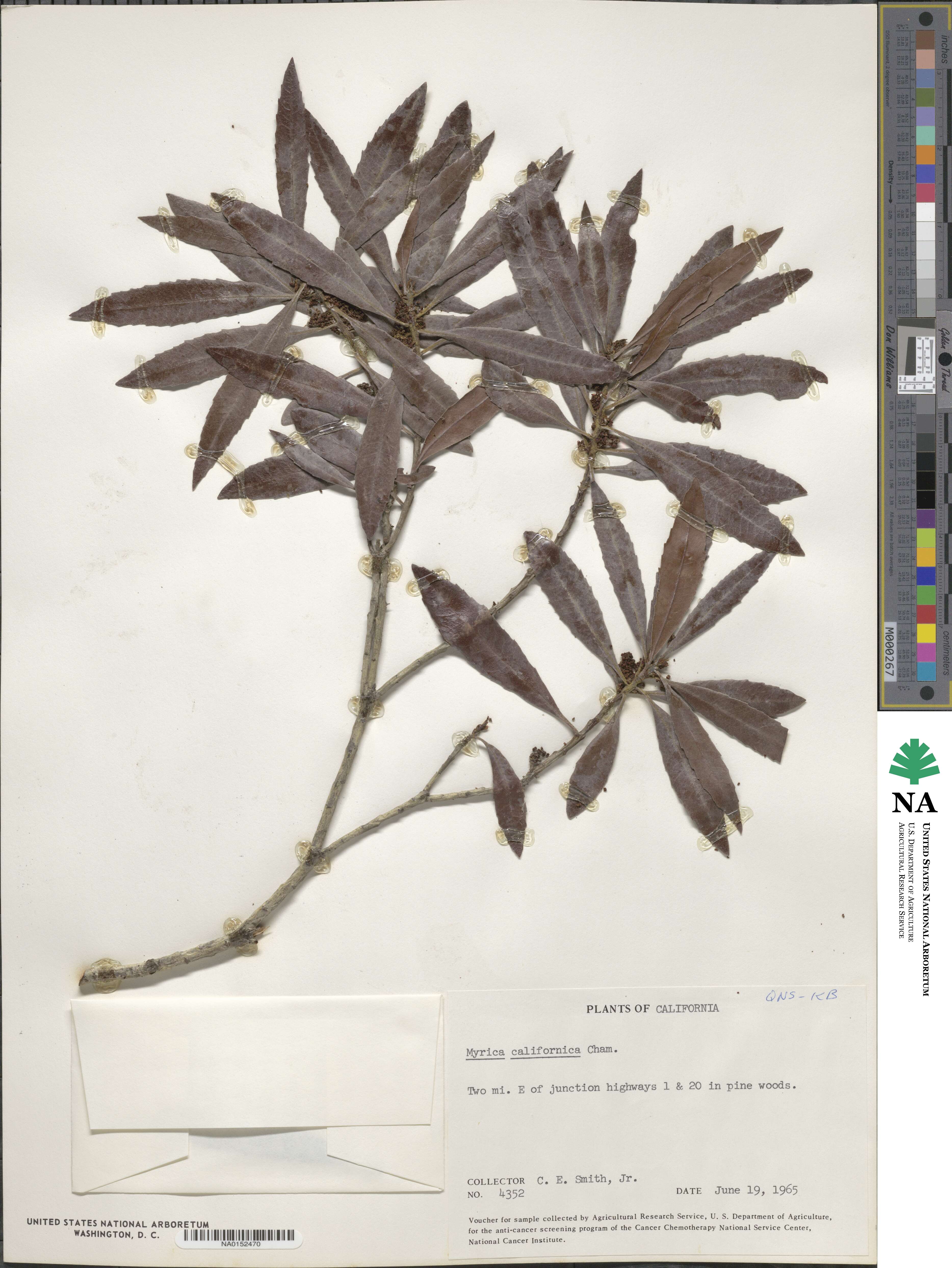 Morella californica image
