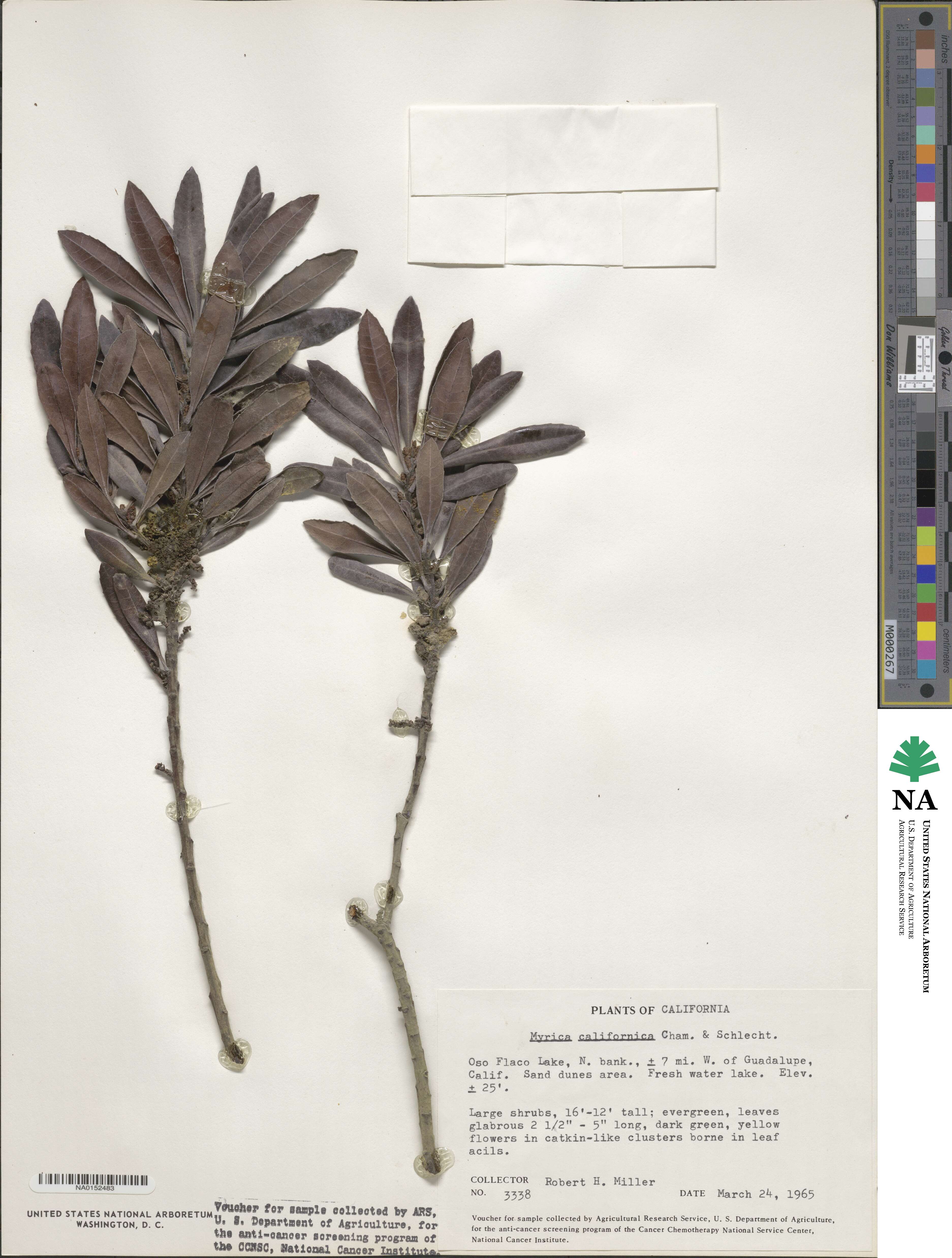 Morella californica image