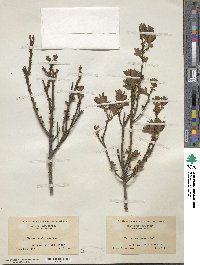 Myrica caroliniensis image