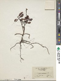 Myrica caroliniensis image