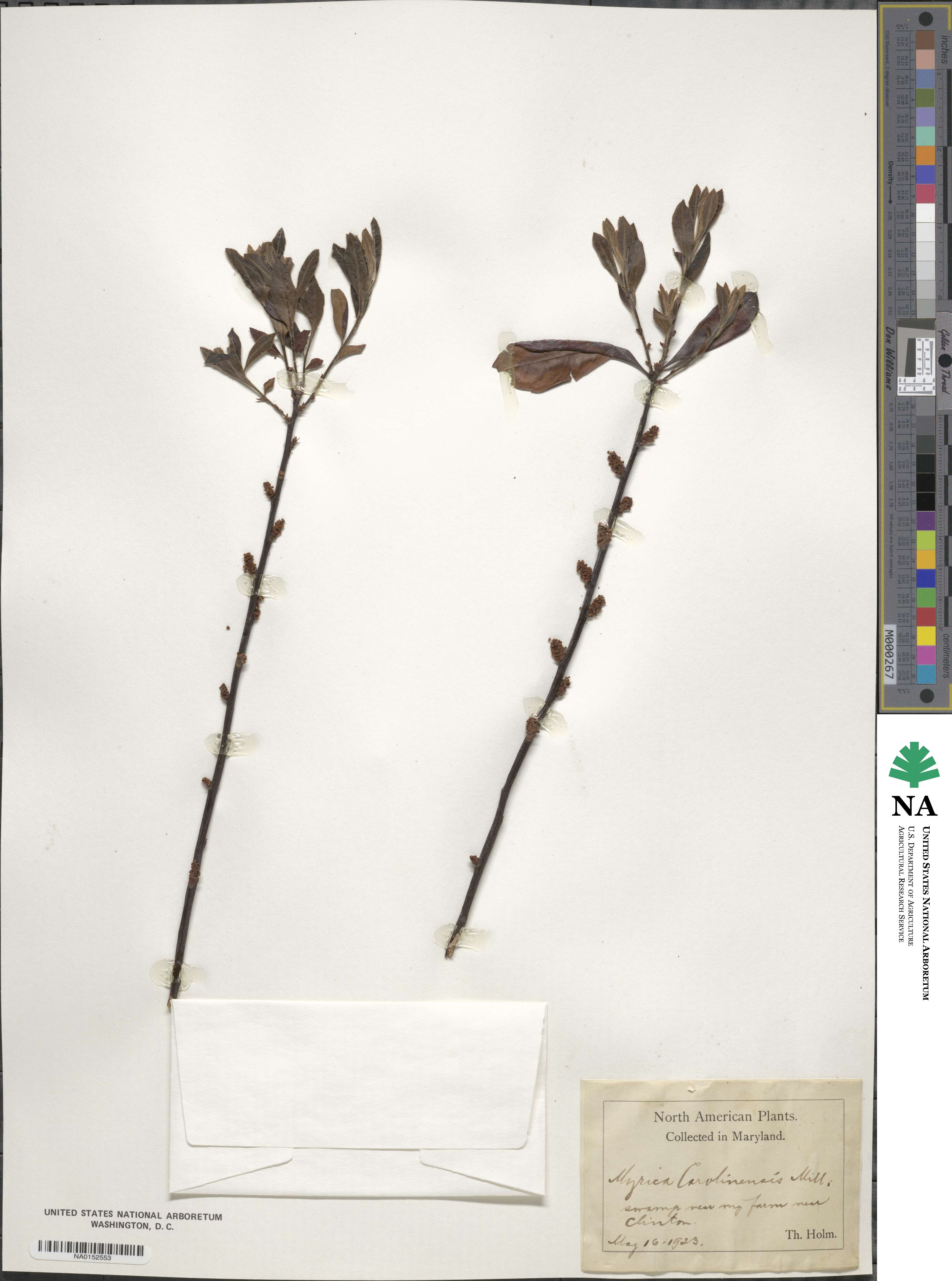 Morella caroliniensis image