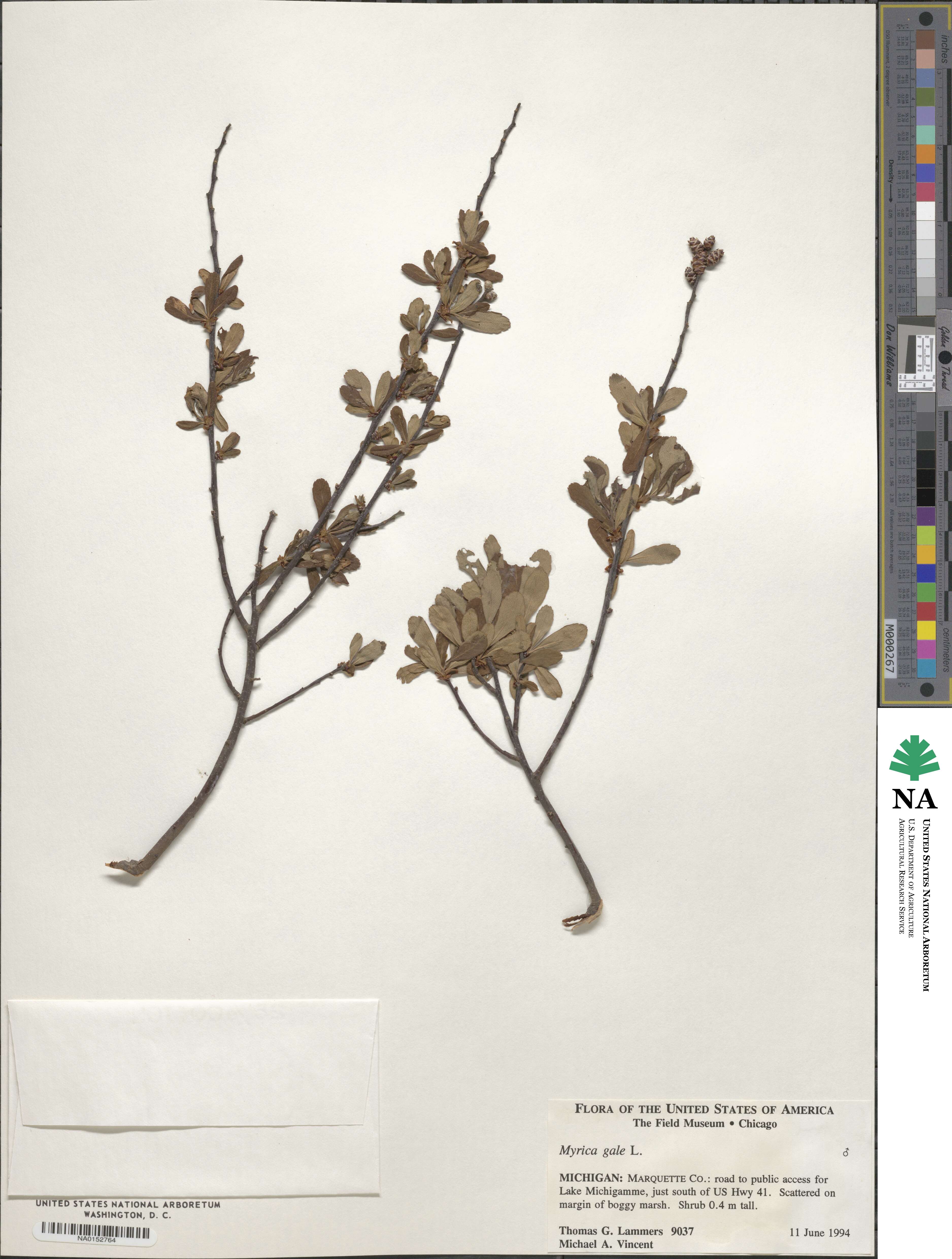 Myricaceae image