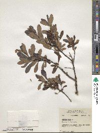 Myrica gale image