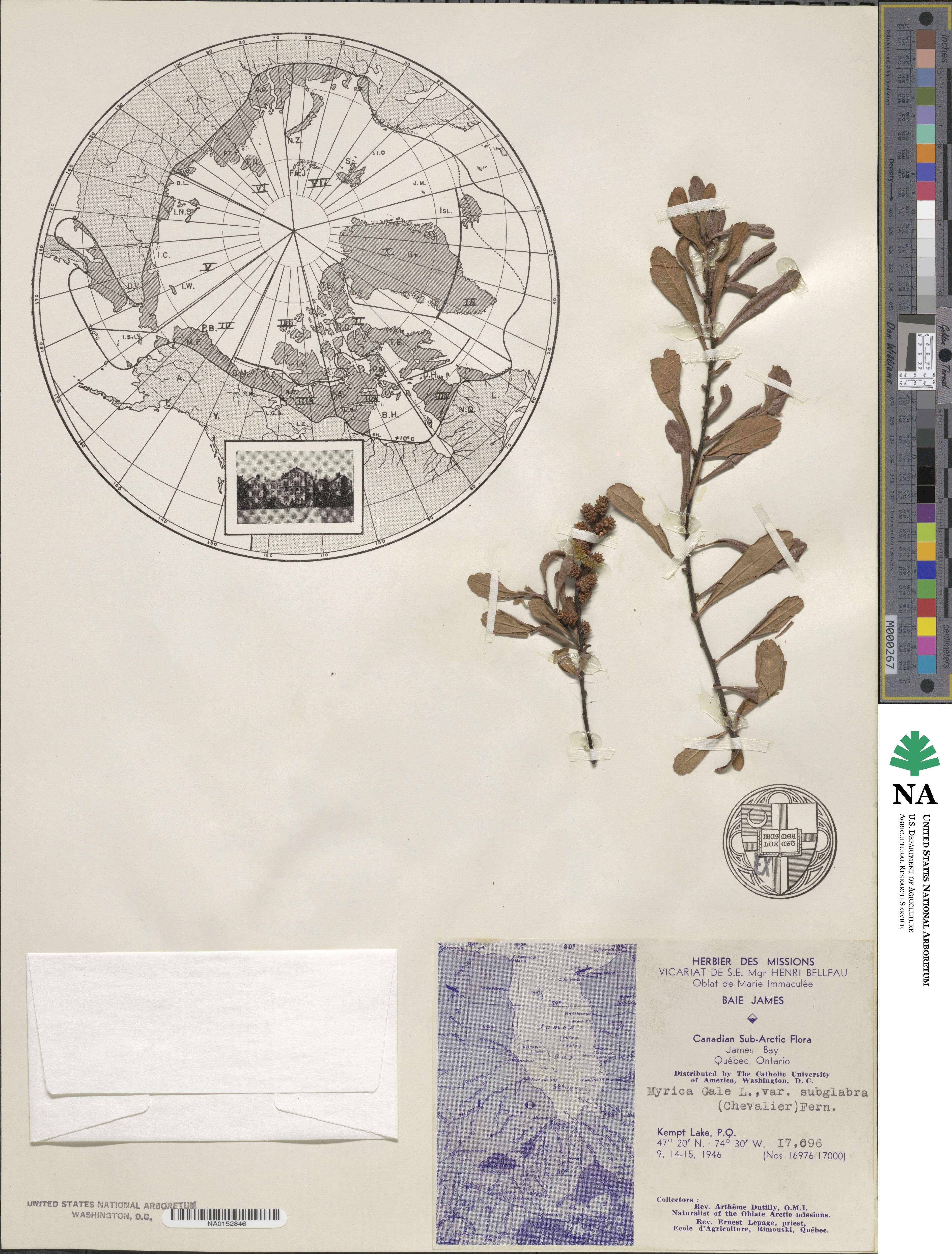 Myrica gale subsp. gale image