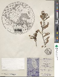 Myrica gale subsp. gale image