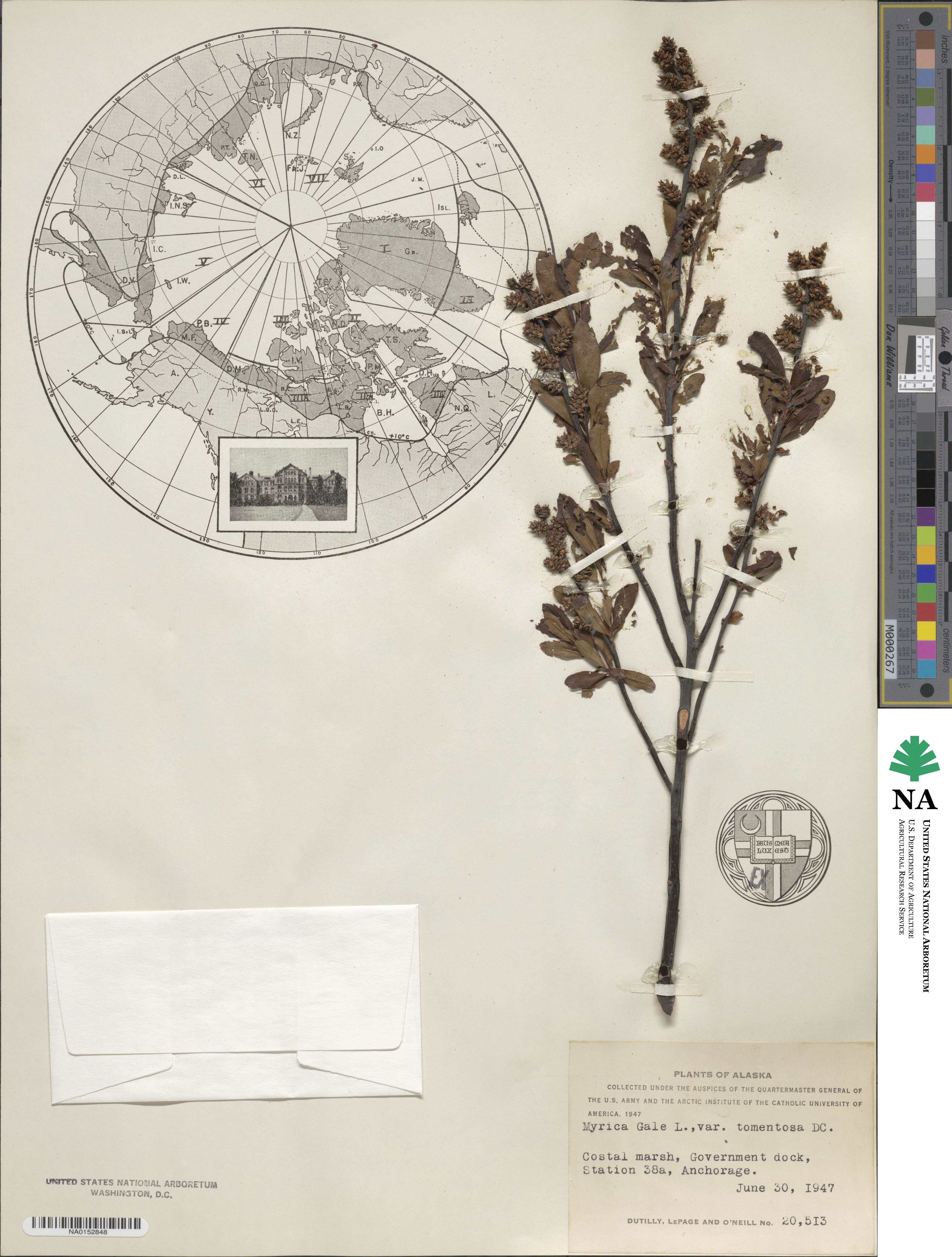 Myrica gale image