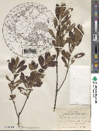 Myrica gale subsp. tomentosa image